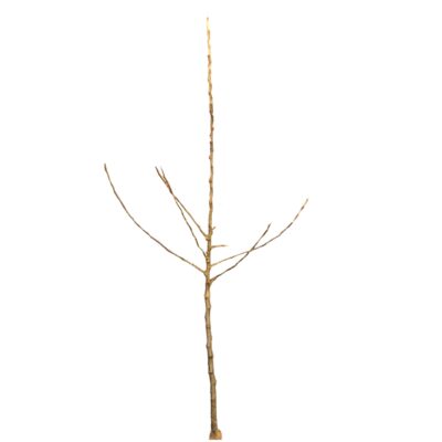 9fd04e2008ac56ef8c9d96077fabc5ca