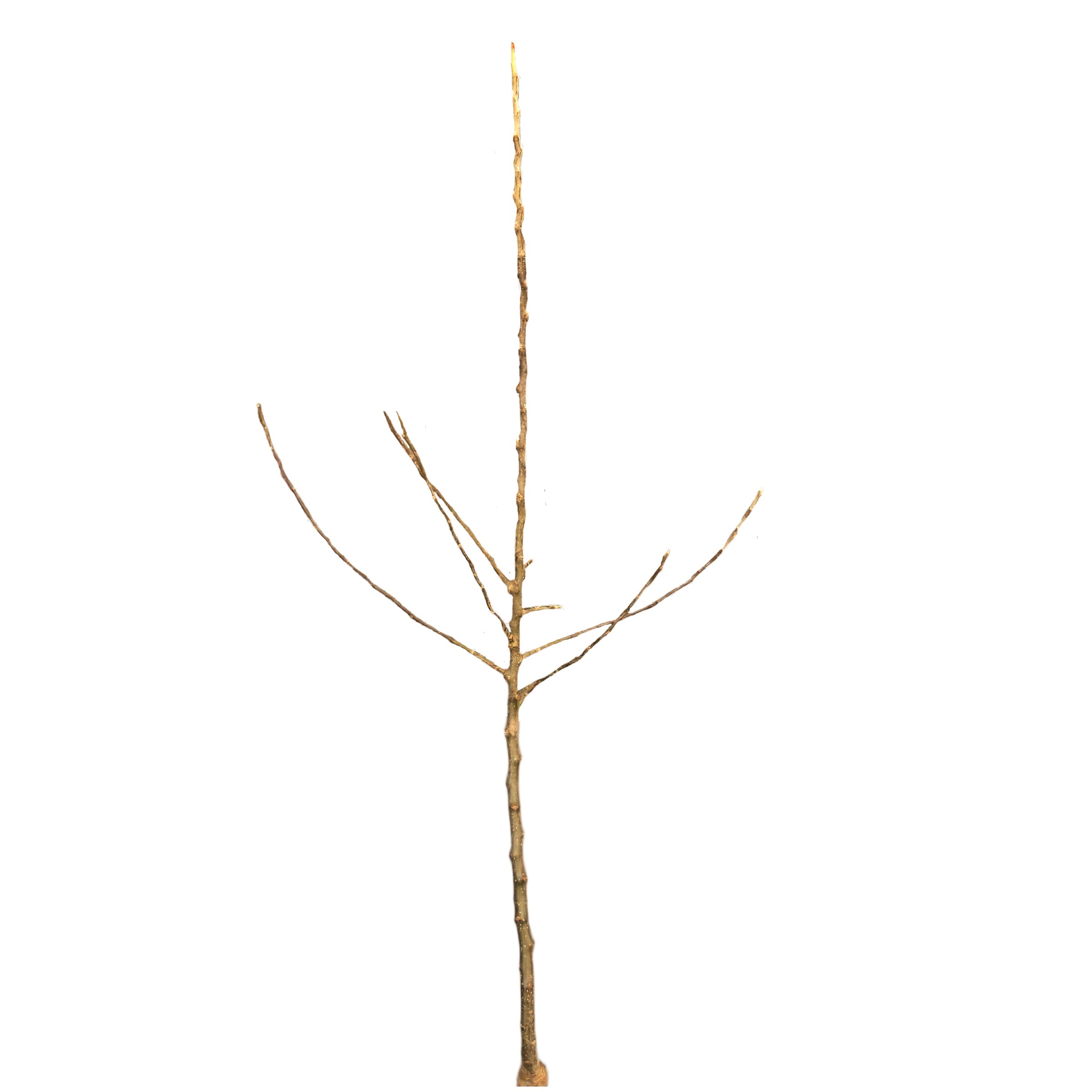 9fd04e2008ac56ef8c9d96077fabc5ca