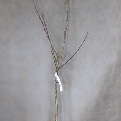 25ca4086e929585ee47b3d21fa719304