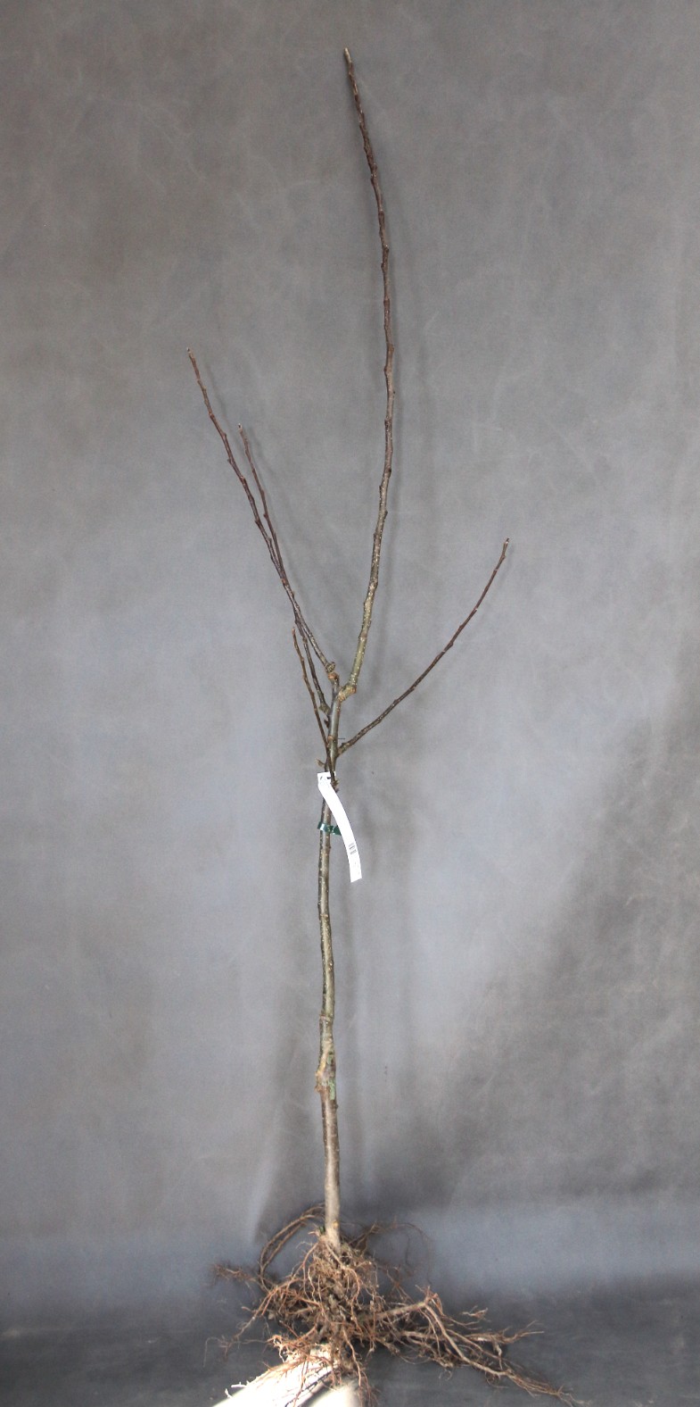 25ca4086e929585ee47b3d21fa719304