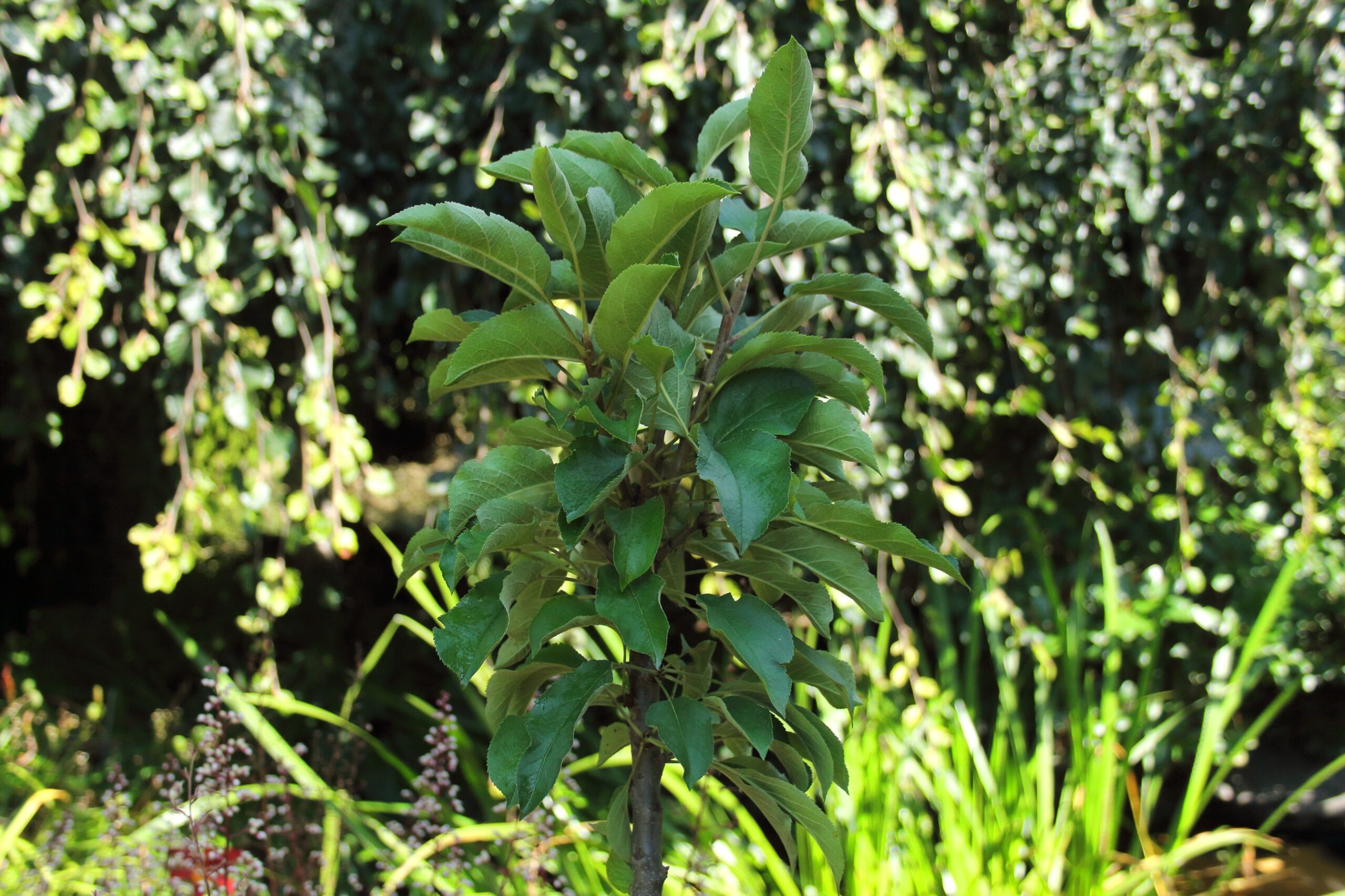 03f146ac0b647429332b097c60b4ca00