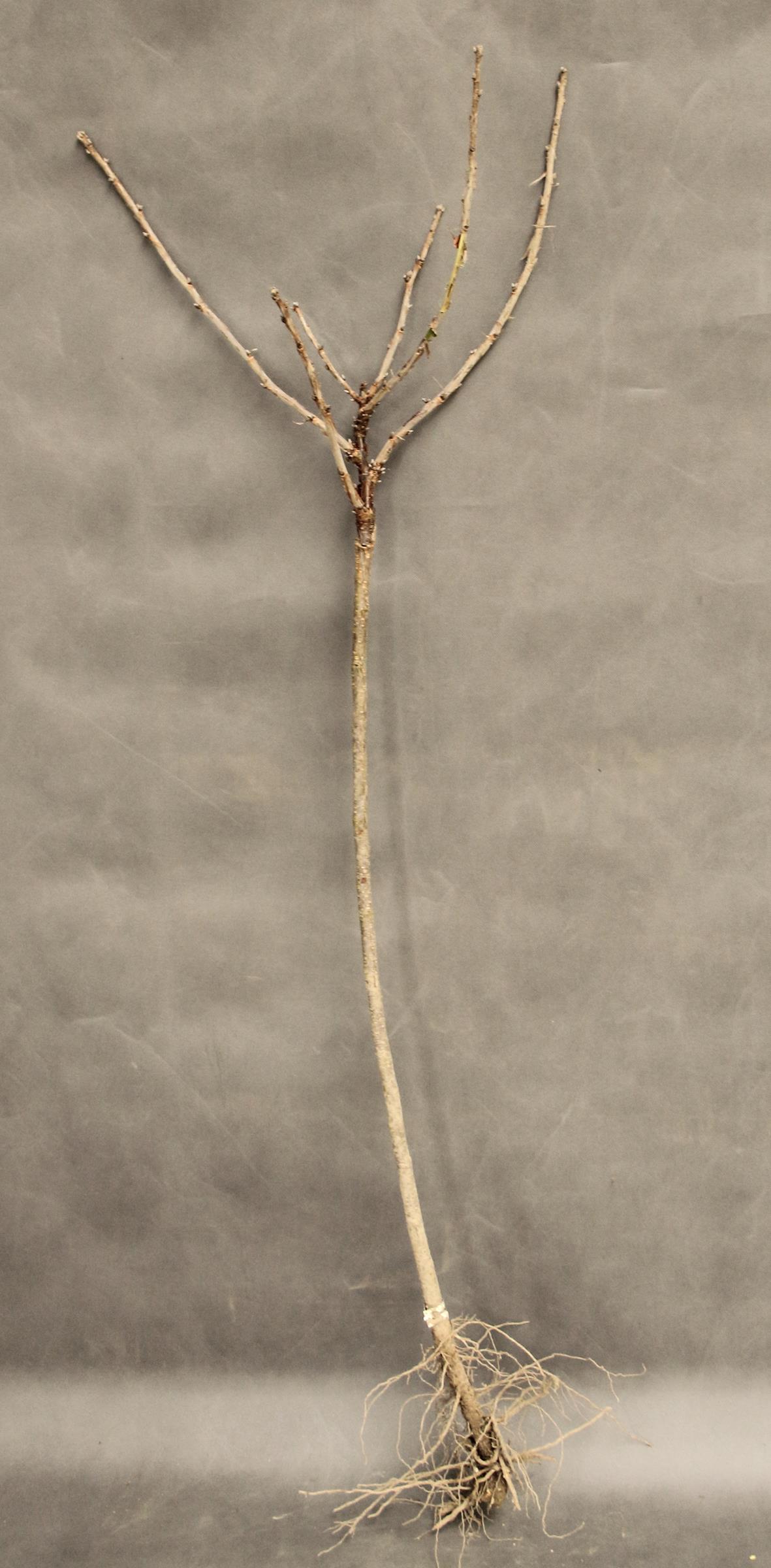 b101b00b0ebbe28984a87f190a29deb2