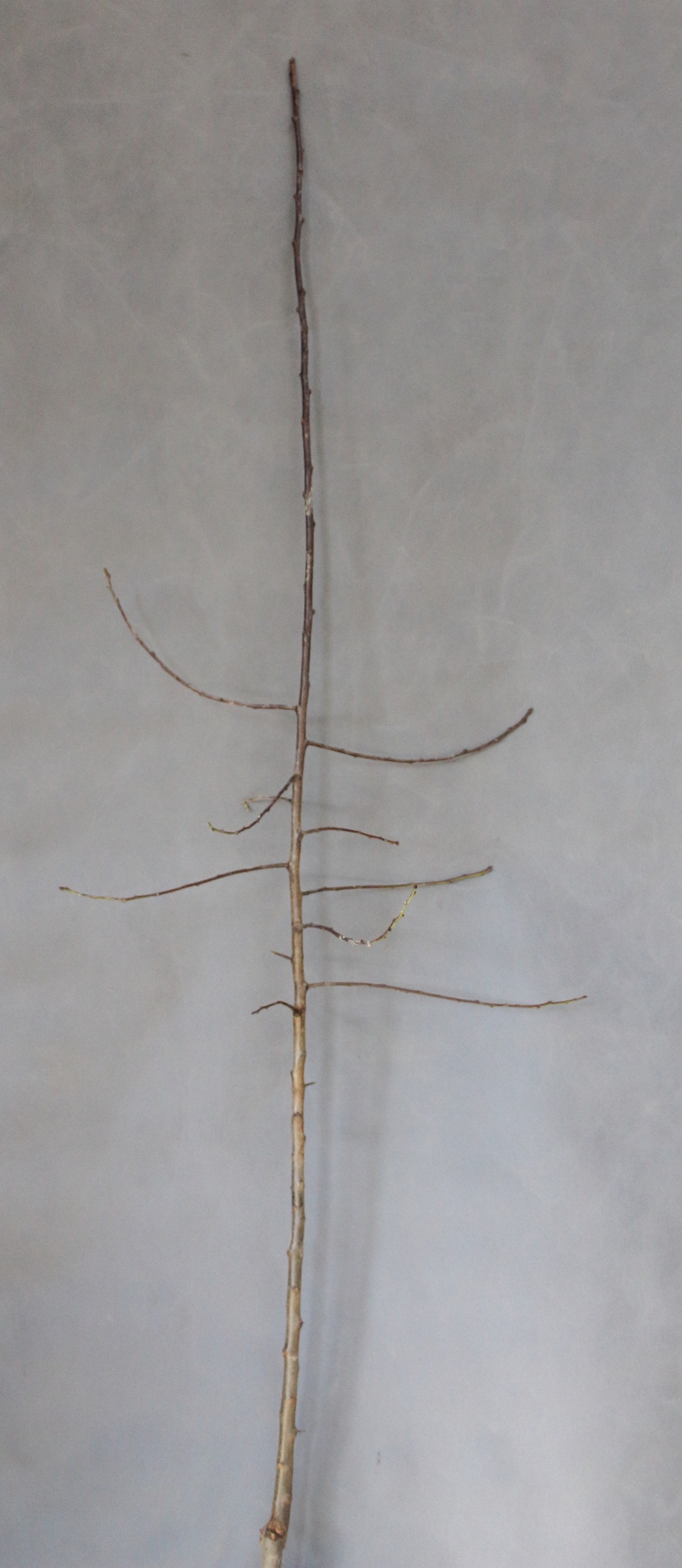 84dc4841d6bd93cd698cd3a3d171f295