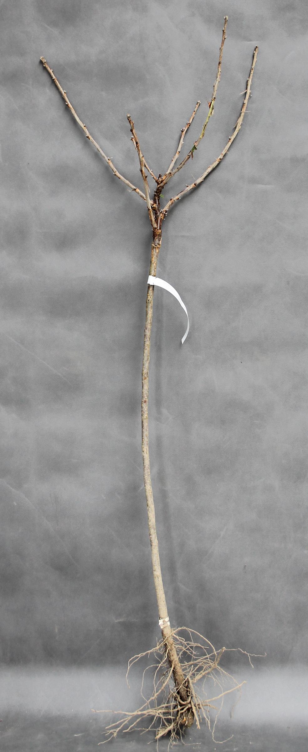 3798674c0ca577114f3fd8f60b0afb04