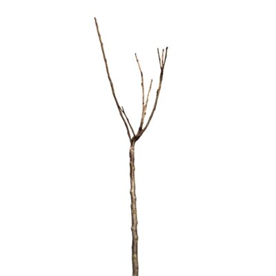 456fe85e8fca3b01f06605de0b5e291d