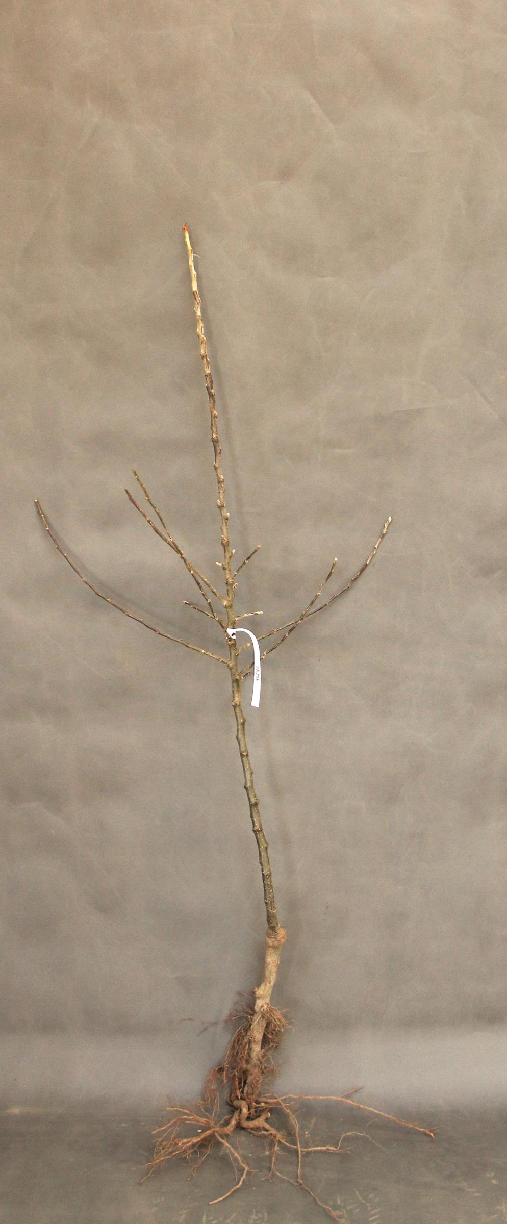 89733a74929ad5646ed9d9f5dd332537