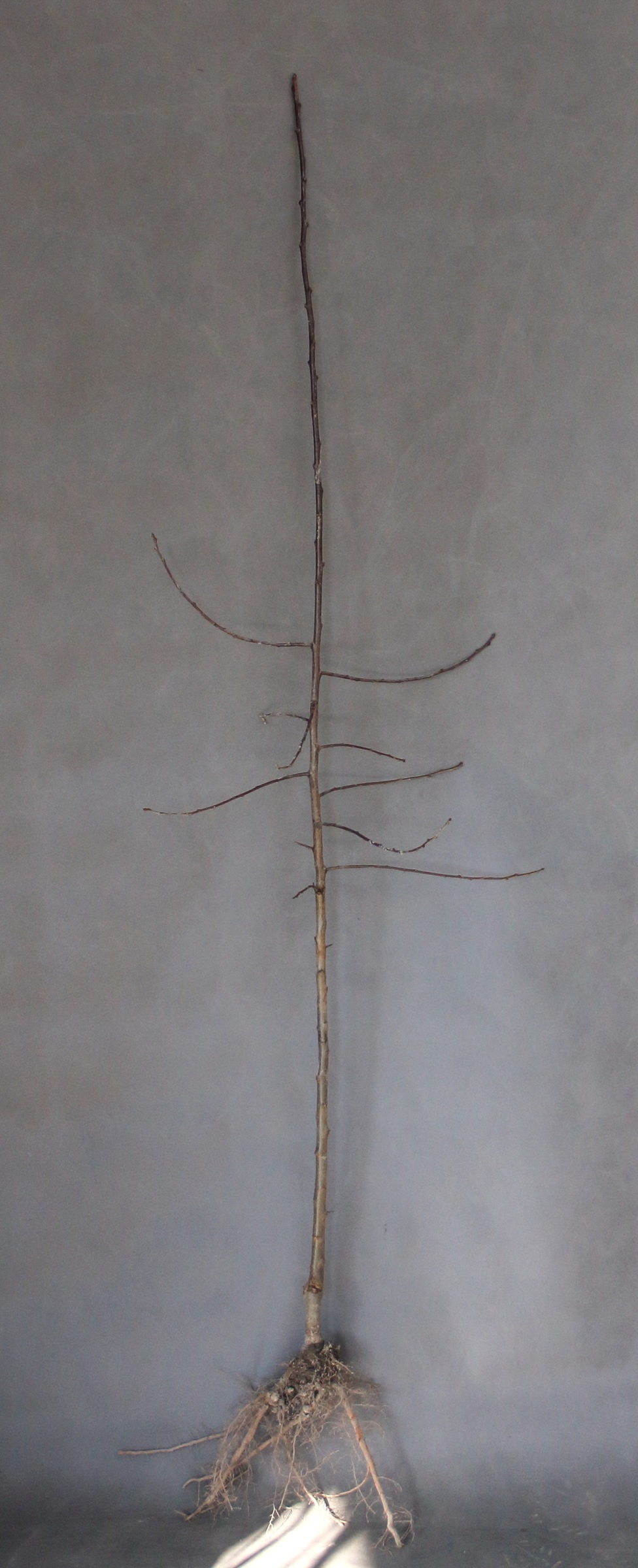 00ca735f45c61b51117aefb464911cd3