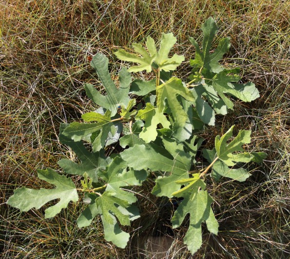 fa5d2e388a80639ee7958506495b01d9