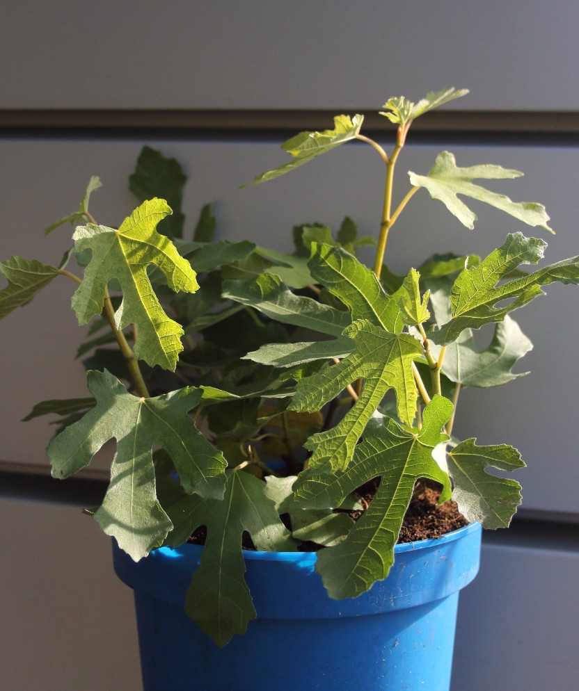 7b74b18b2574165c0037da509e6f4d70