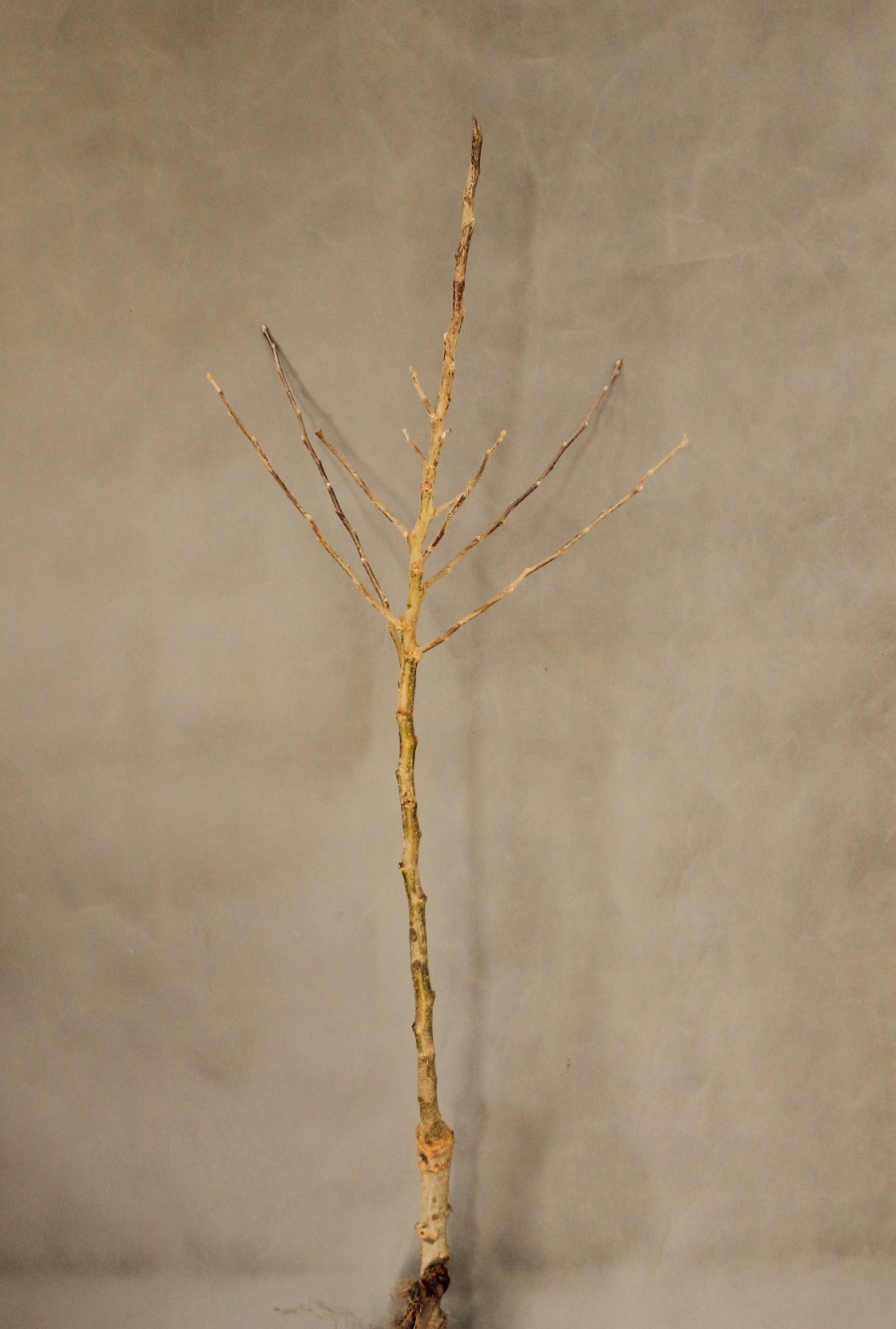 5db553911f8c1aeb9ad2aabe98c9443f