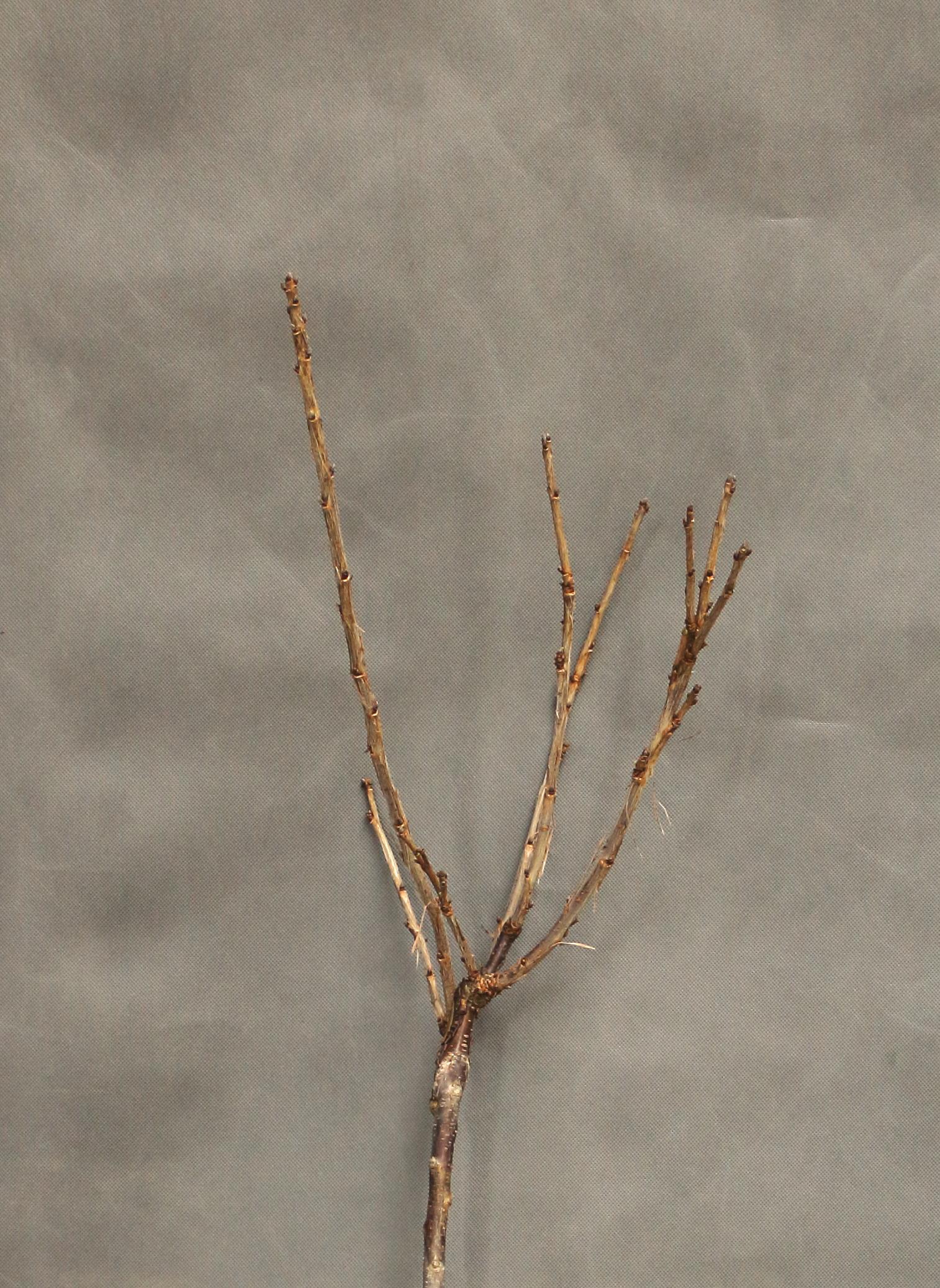 8d2dd239ec7b2b8bd034bcbc05fb57b2