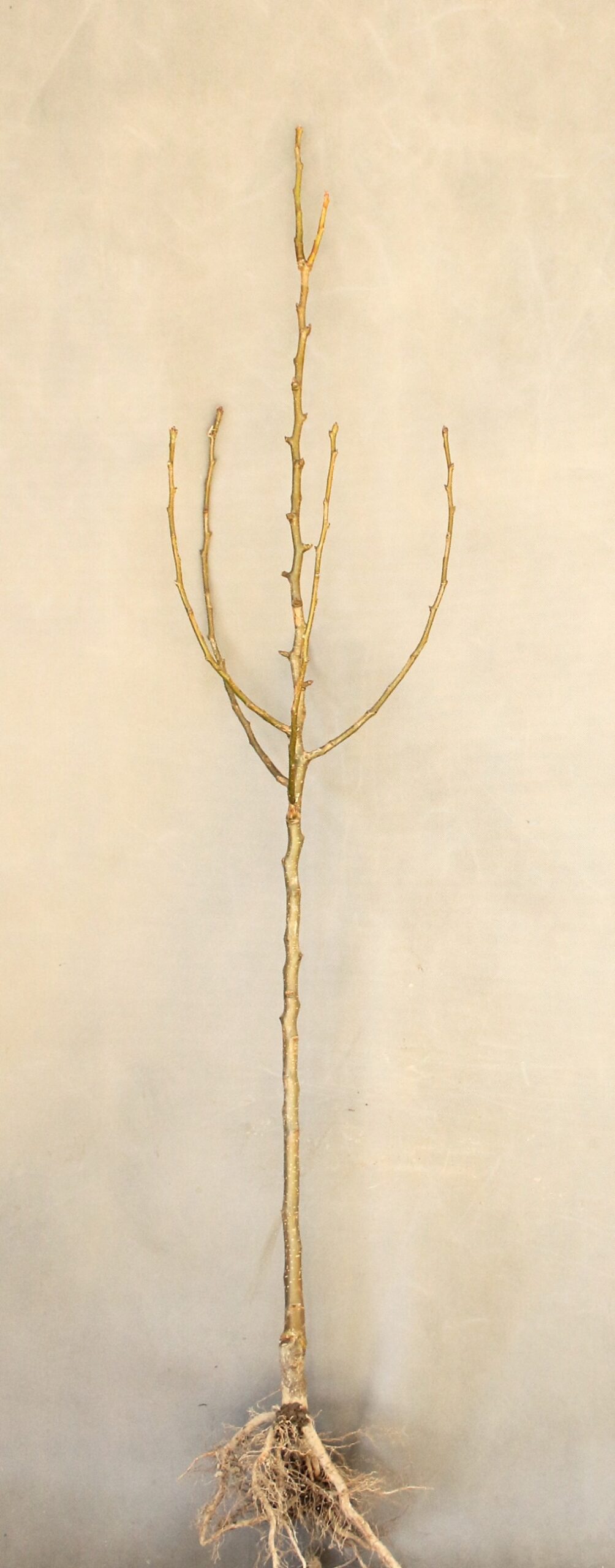 3fc209070c6a17a4567310329c3c432d