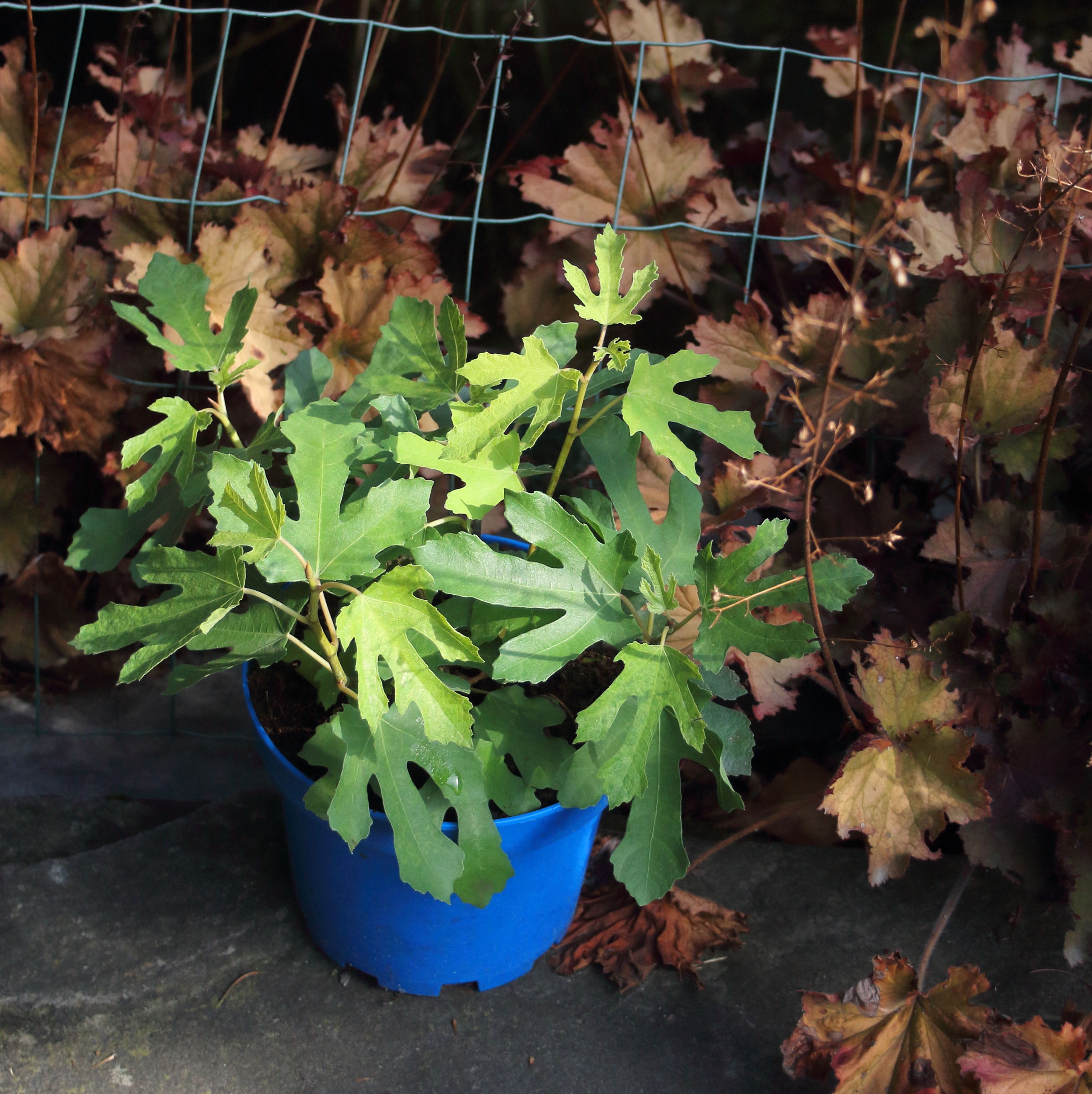 9e939eea1334793ea50cf6e75ffd5ed6