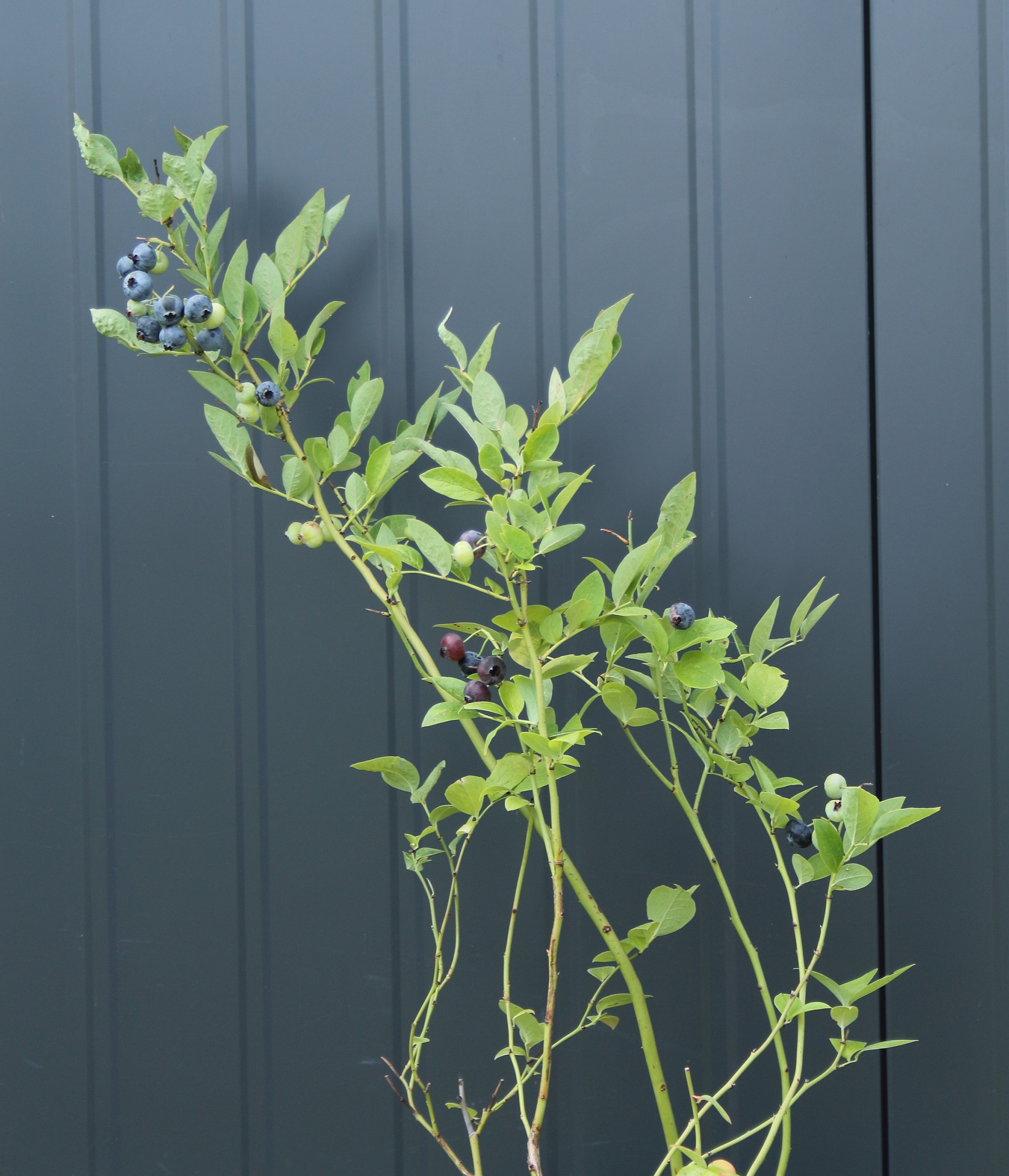 e3655bba03ca8e5d1cbd3b0cad212c06