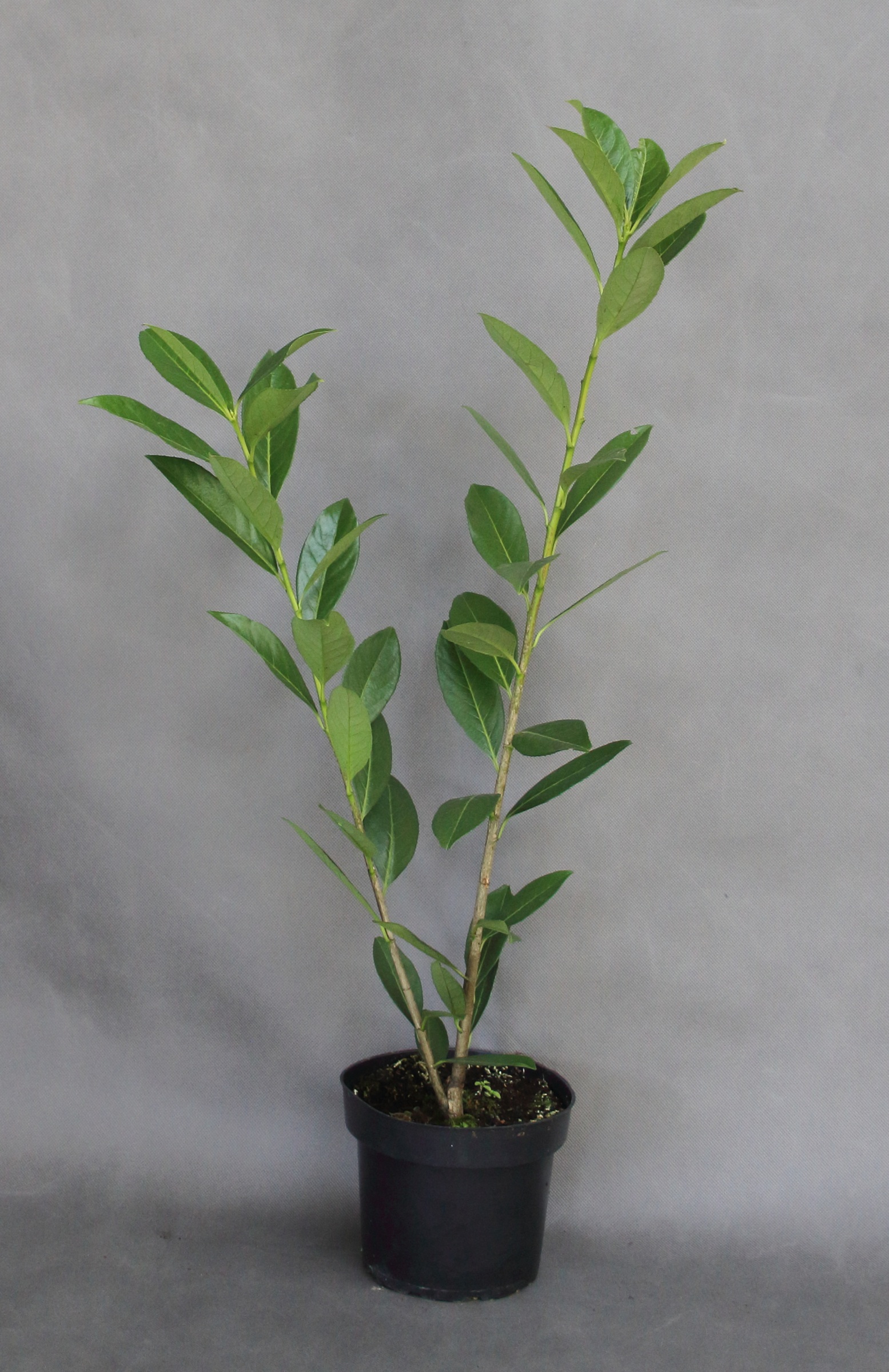 a46f58144f8565f65a7d0a7d72c24f84