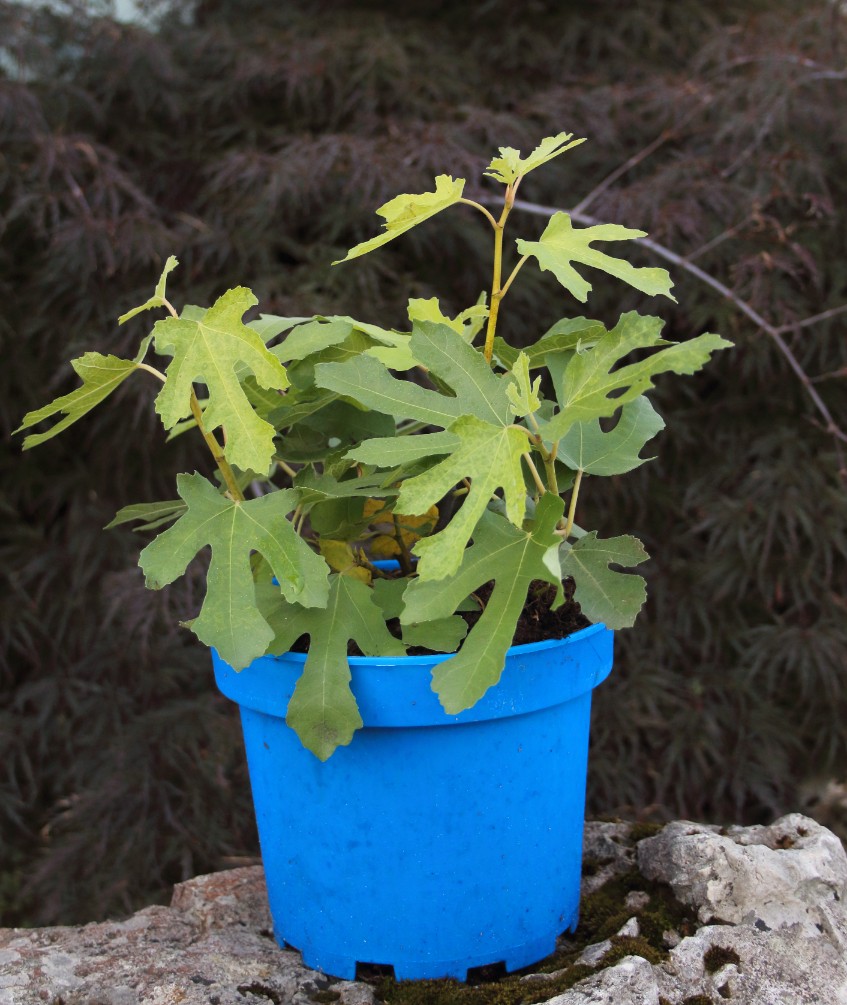 df1e0b0e1066b23b69119e82bb4eb2cd