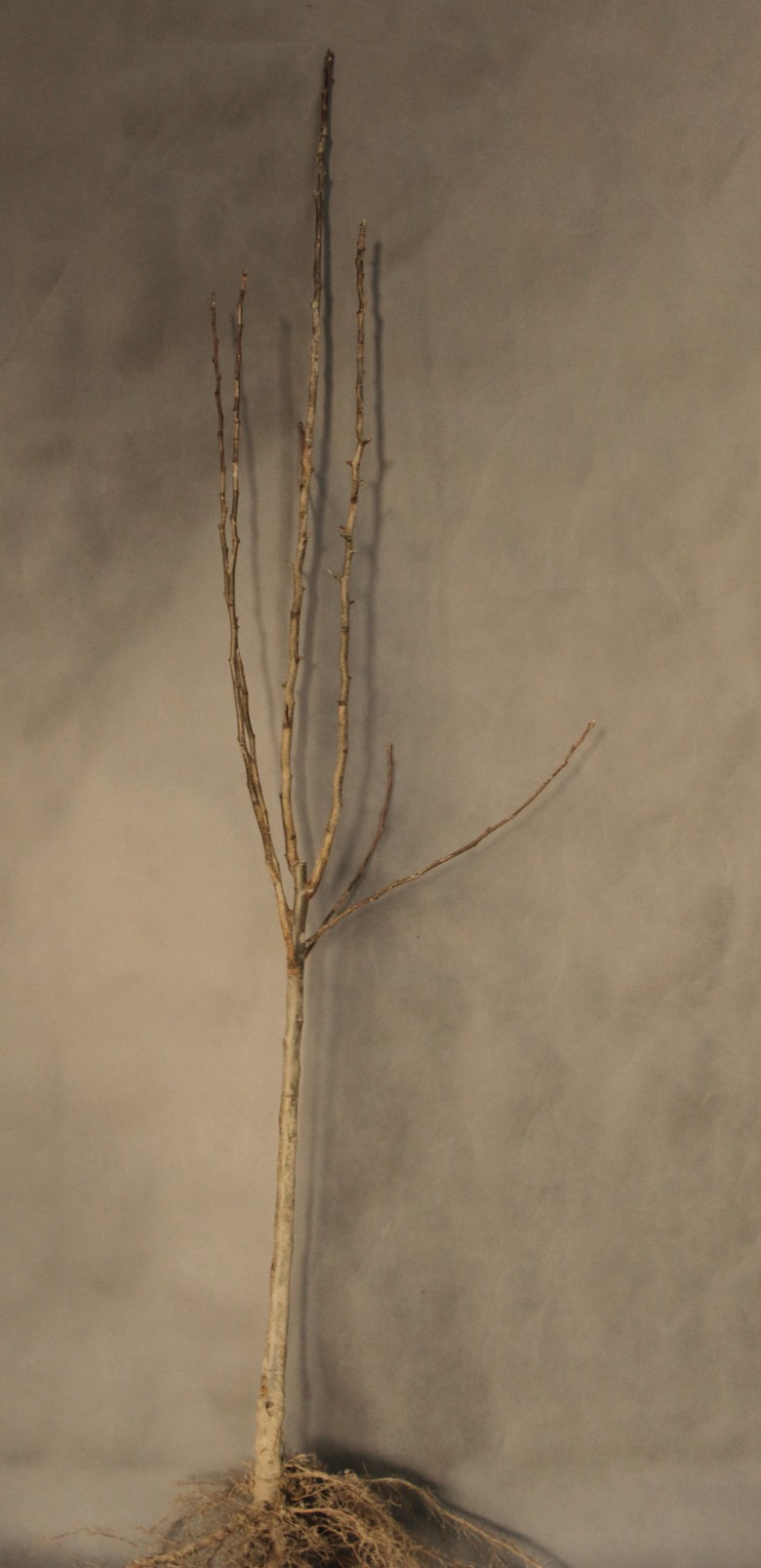 d3a77ef87f438b7ae18d196d61061d41