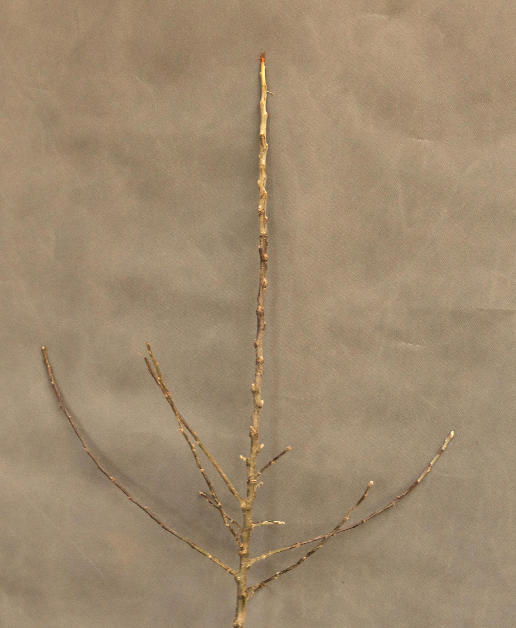 917b9331a9581f4ae2e4eb28eed84743