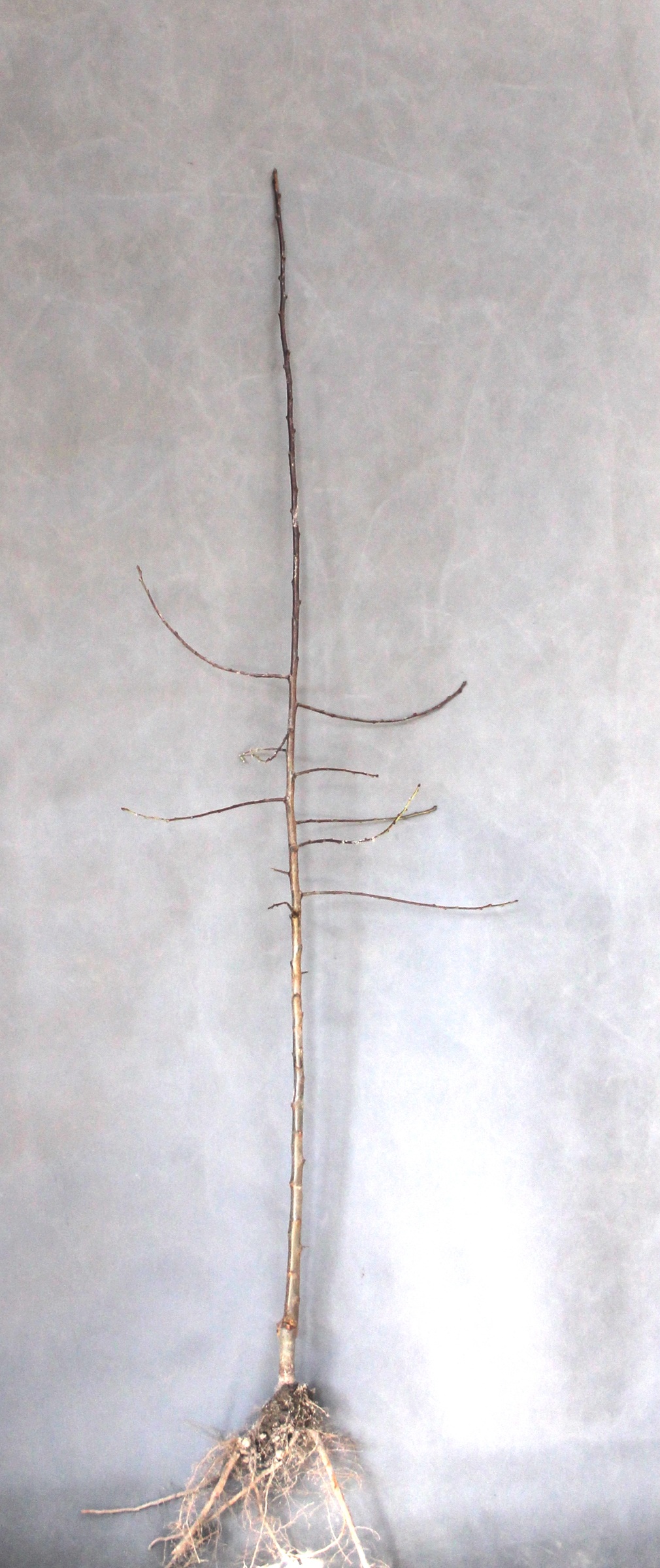 4c106c1518b8b44cf5fa548563ebb8c7