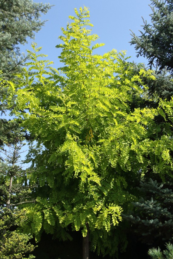 67b6deef1315830fdf9274c55700c6e4