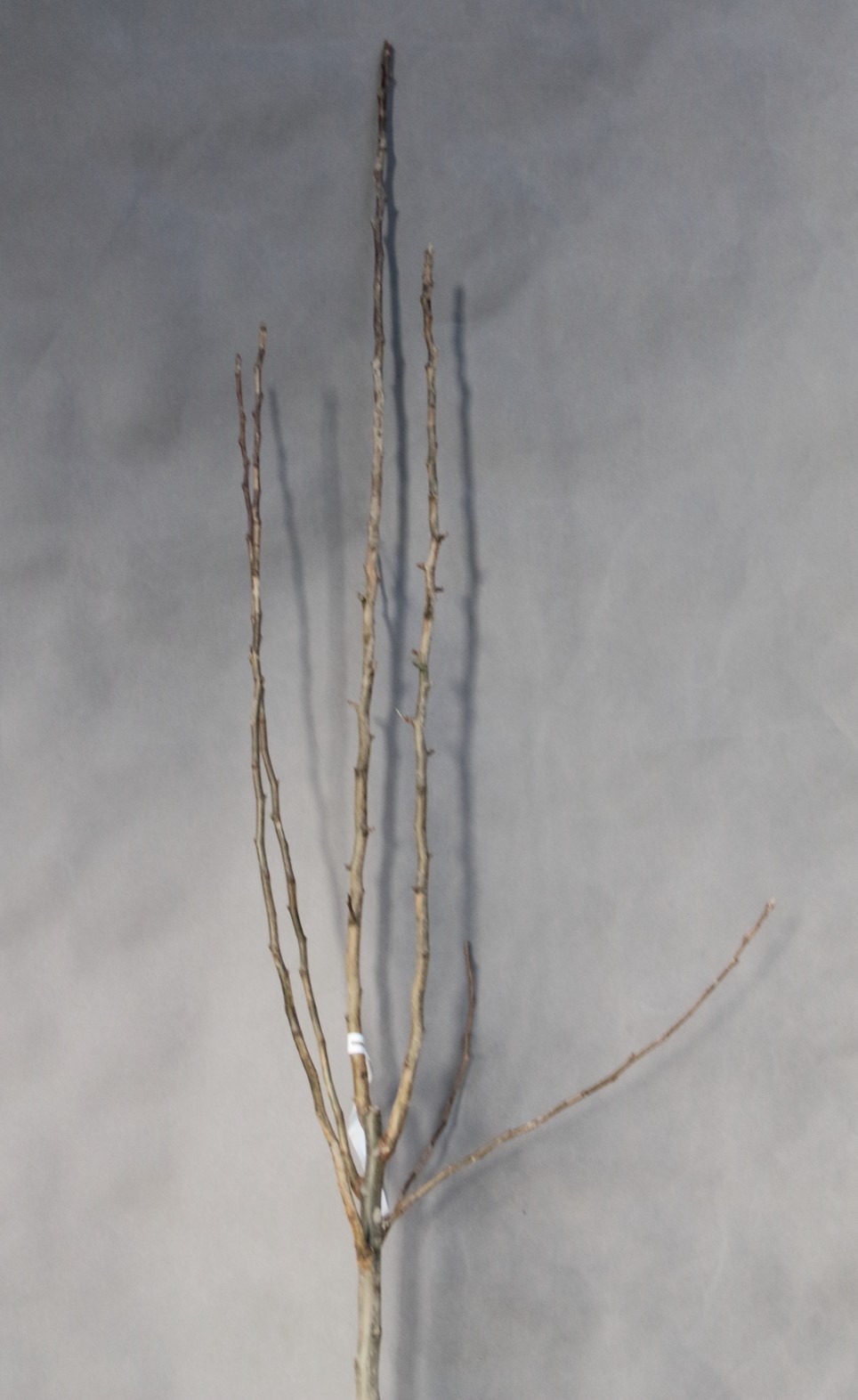 e7ba4cf940810e1ac0279da6a1bd41c5