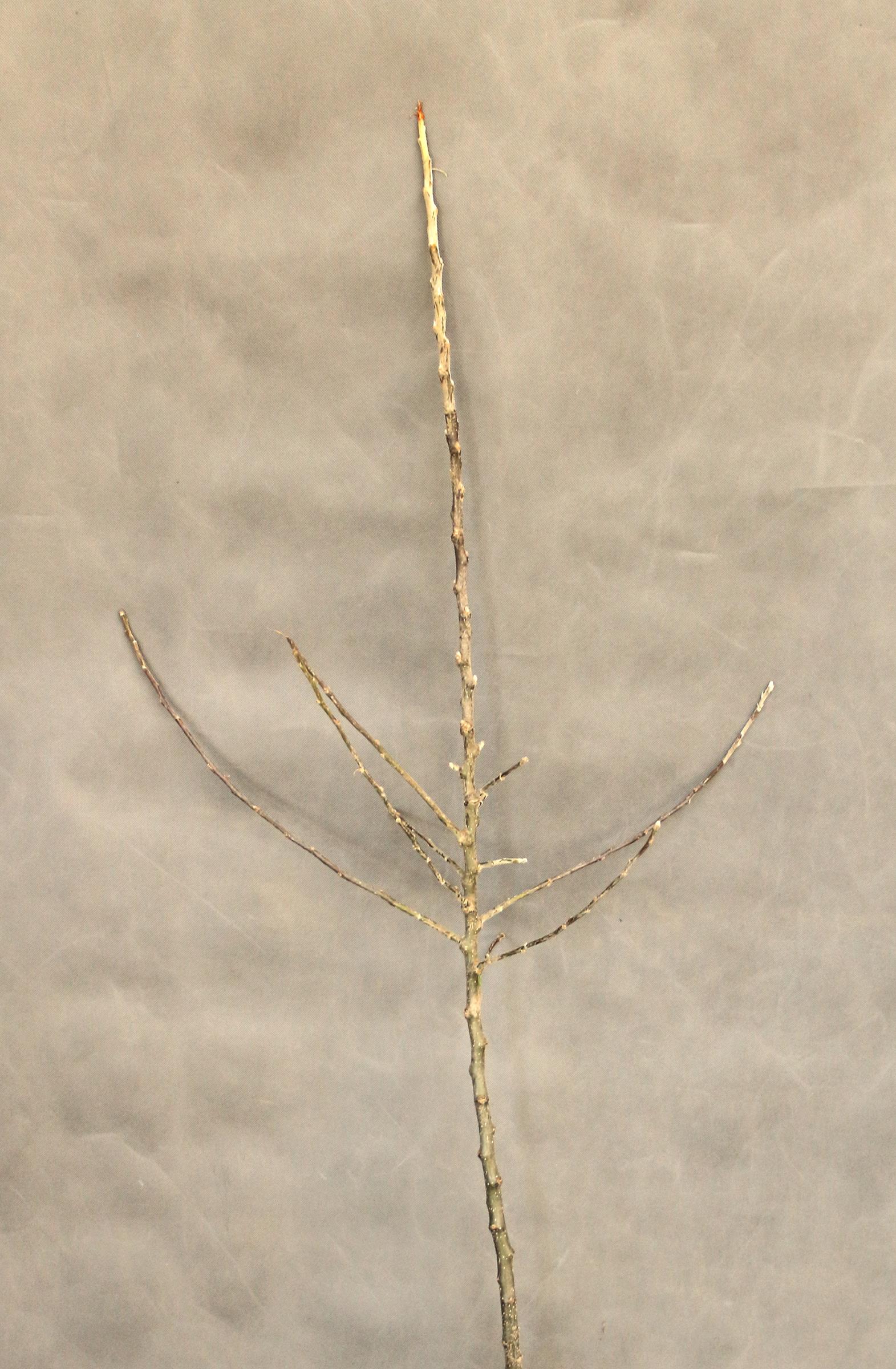 87bd5e49d2db3a50bba9b2c02b45c165