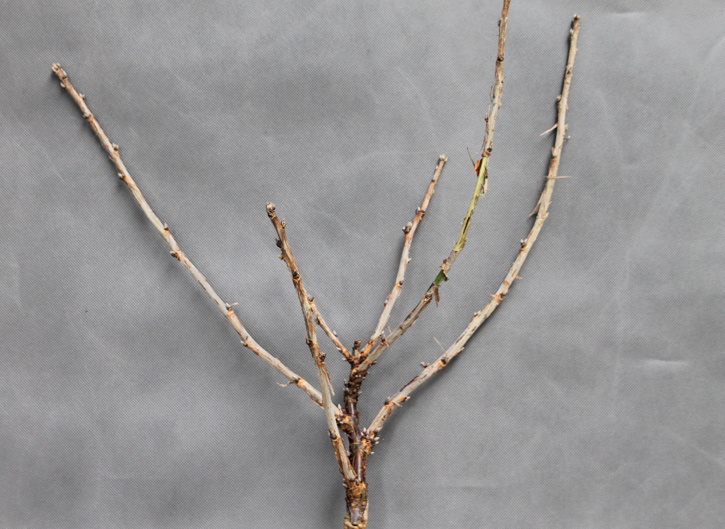 25e1108ad3b882ae91c4cf596e07d0eb