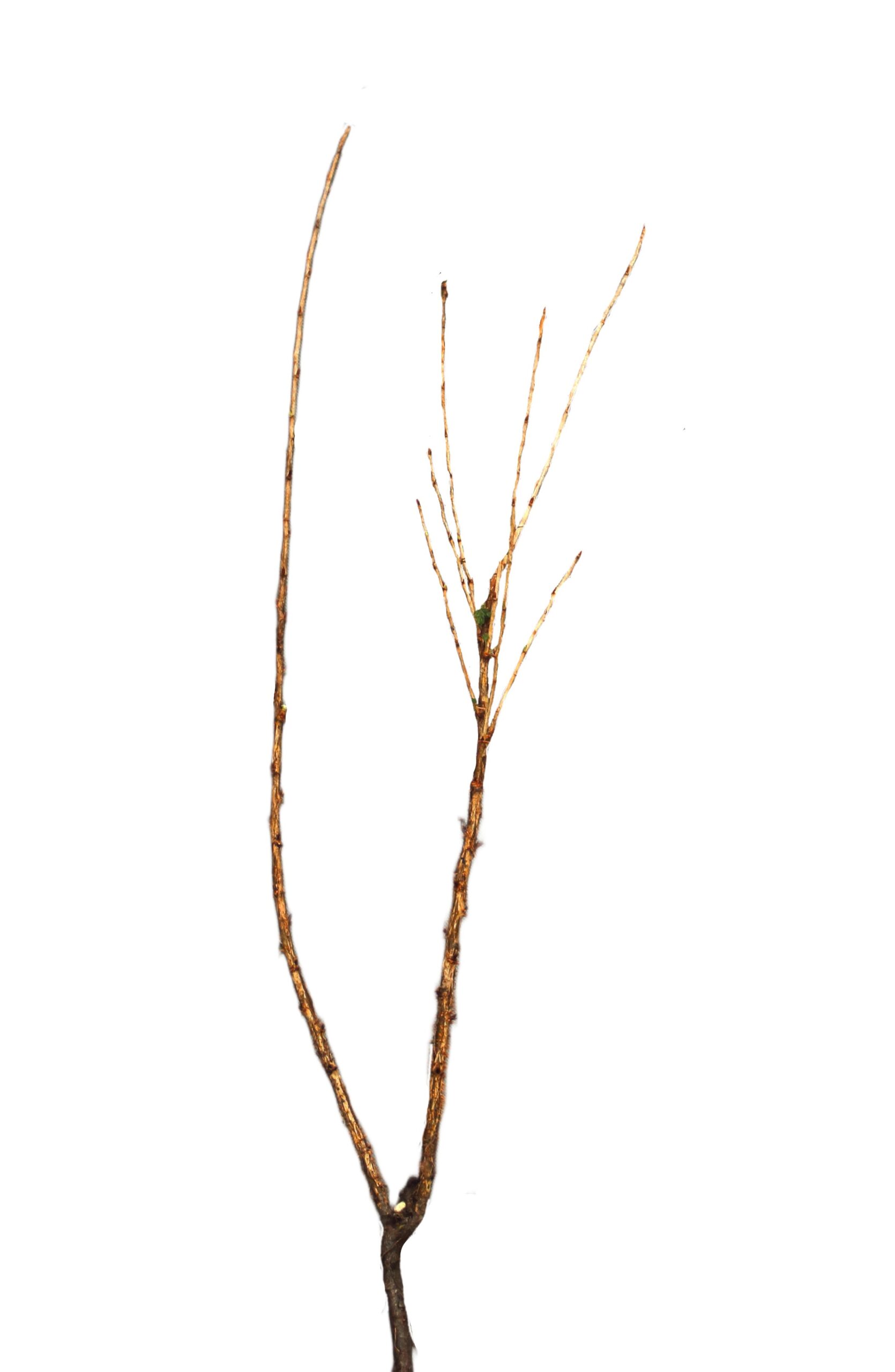 729296dcdae263743ea260436f8c4532