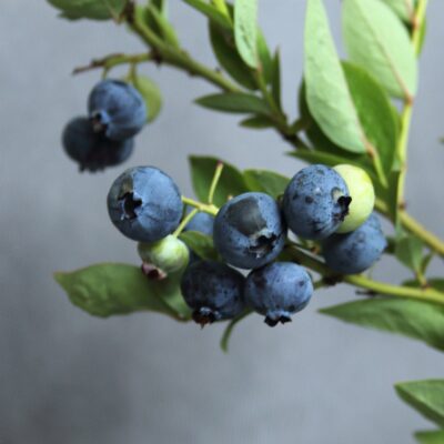 ec9877076d9942f36a2006b2b62b7dc8