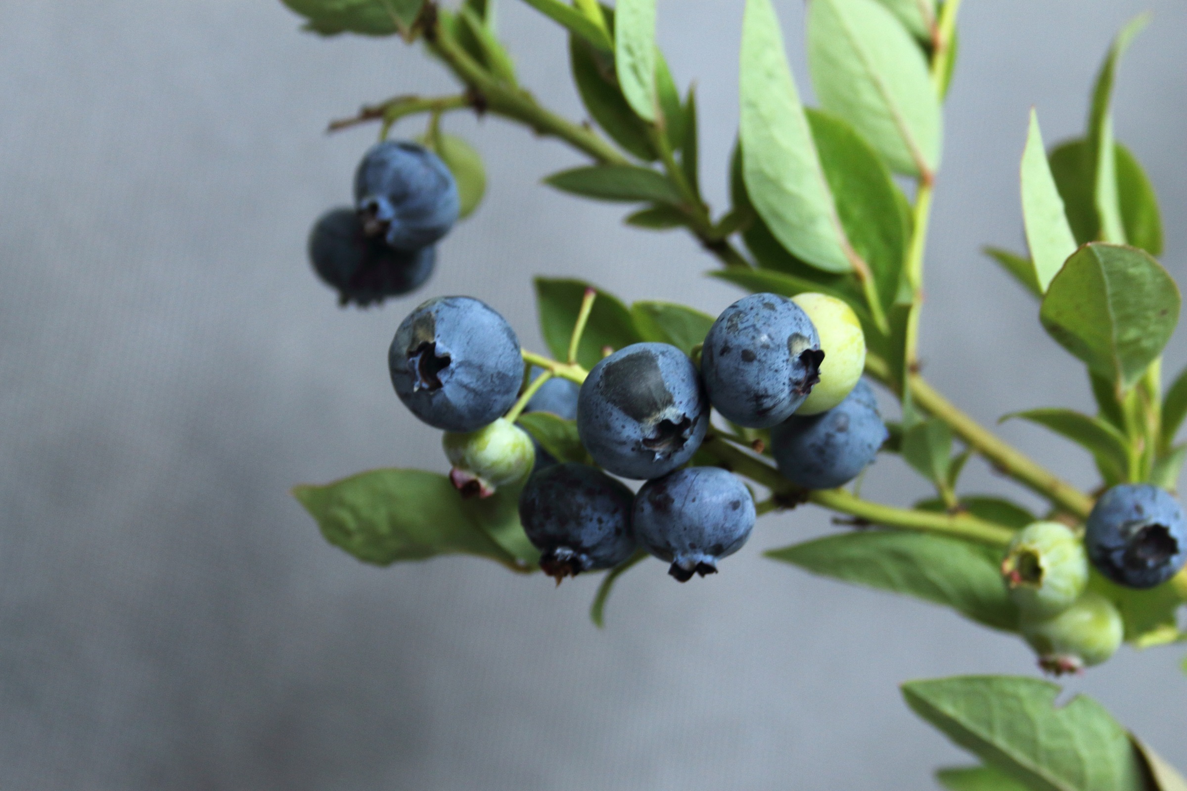 ec9877076d9942f36a2006b2b62b7dc8