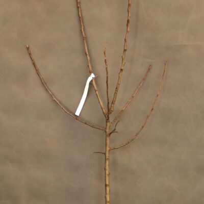 9e3ab6fb0024cbc738eb98480cbfc0a9