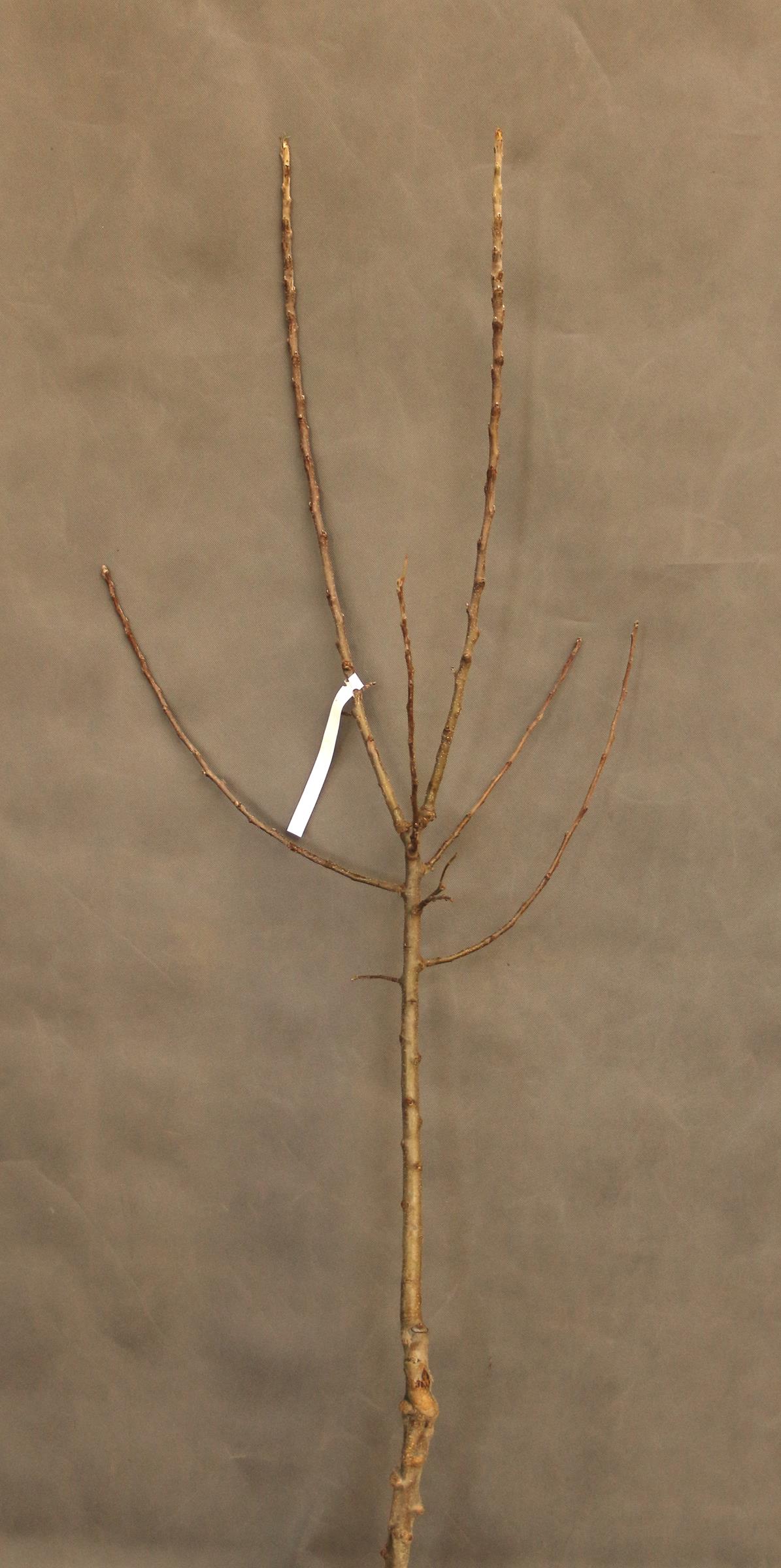 9e3ab6fb0024cbc738eb98480cbfc0a9