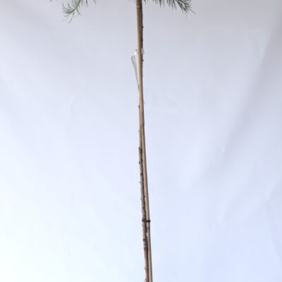 7371336fecdb2ddfc0b9b24adf77d37b