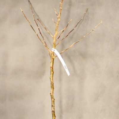 fd1f06aac9dece5aa98fed97f055f6a2