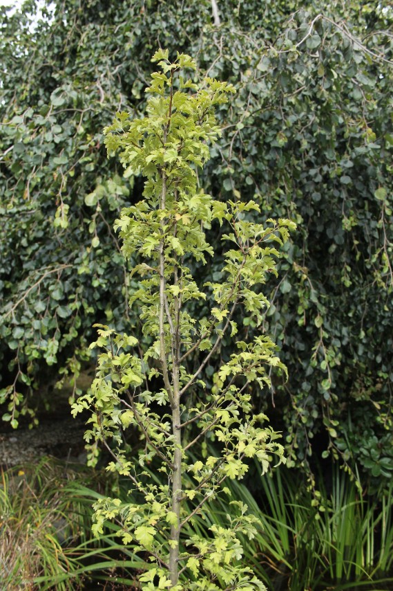 07d478666e8dbc7221bdee2dde6a9387