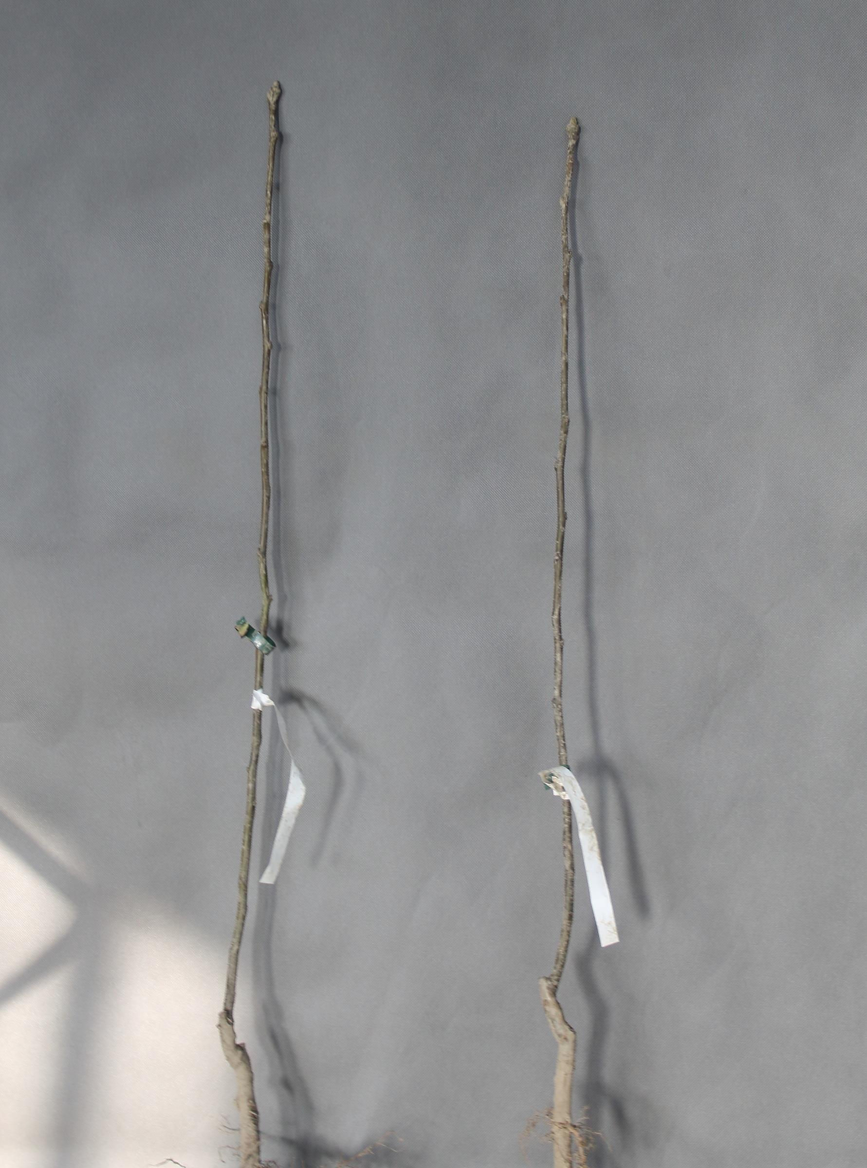 b485a6b1a788460ff84416797b65fb5b