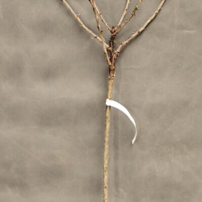 e573a9506a6dc5ab2ccba62a60205c36