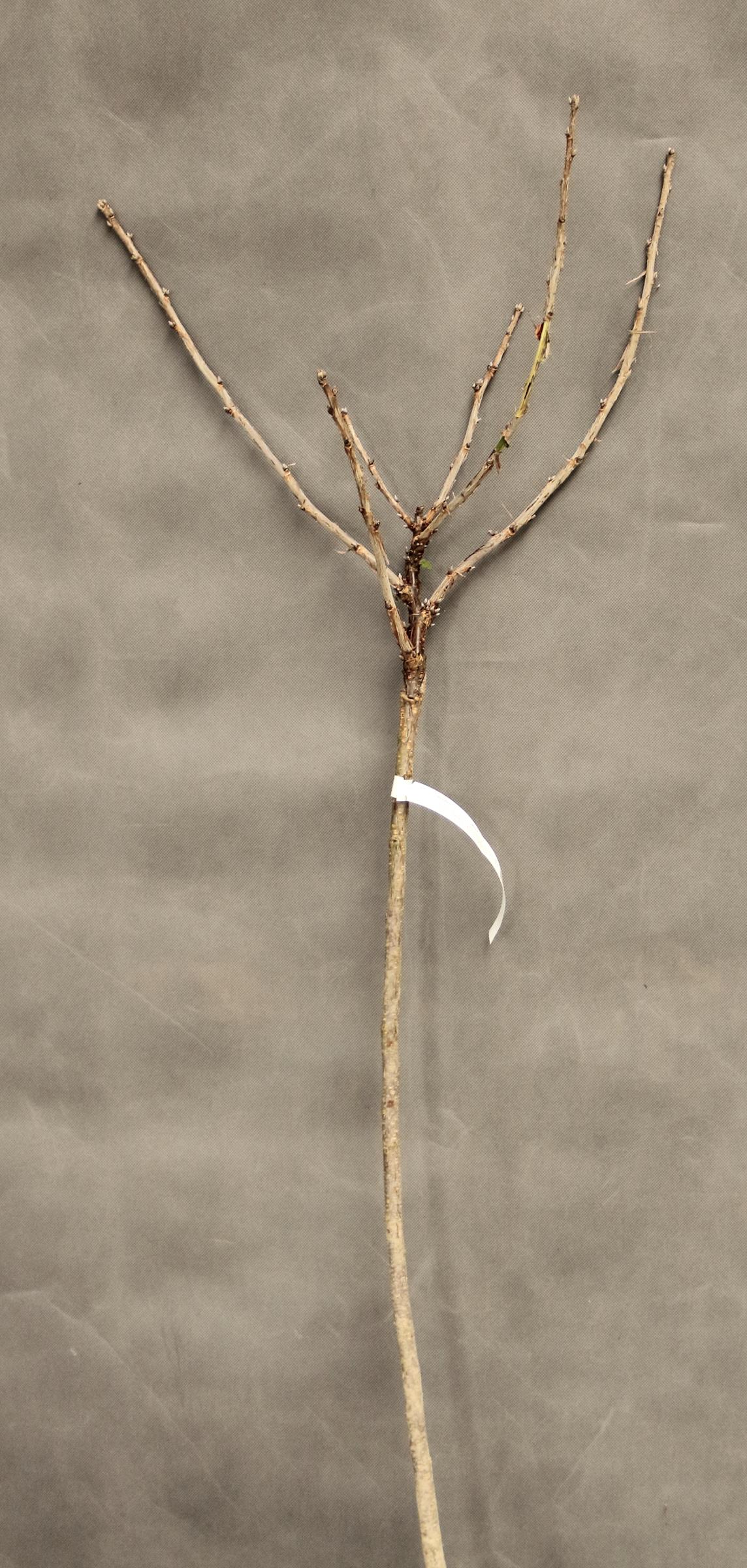 e573a9506a6dc5ab2ccba62a60205c36