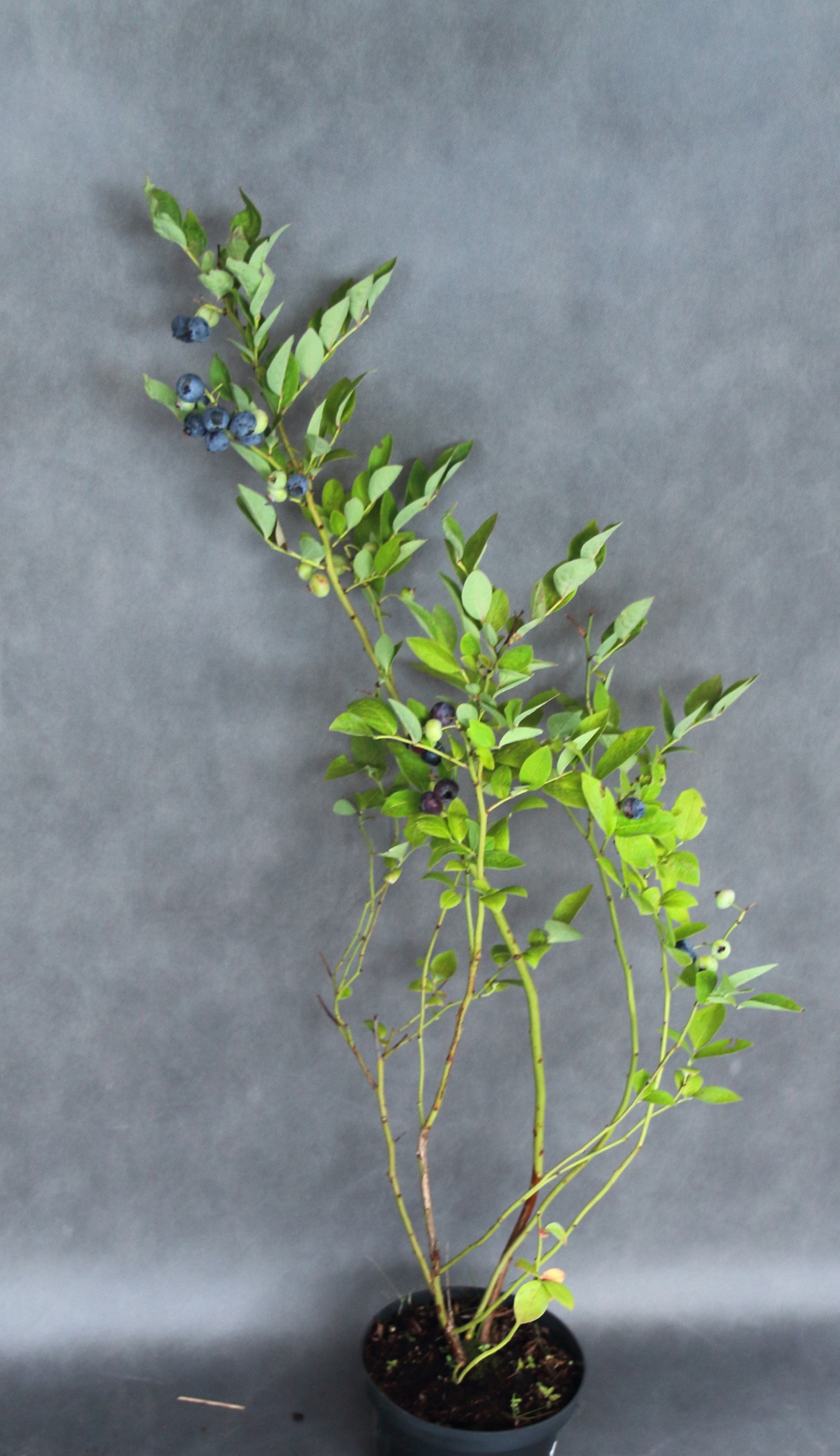 59264d85295b60ed85a0fa2e6ed15859