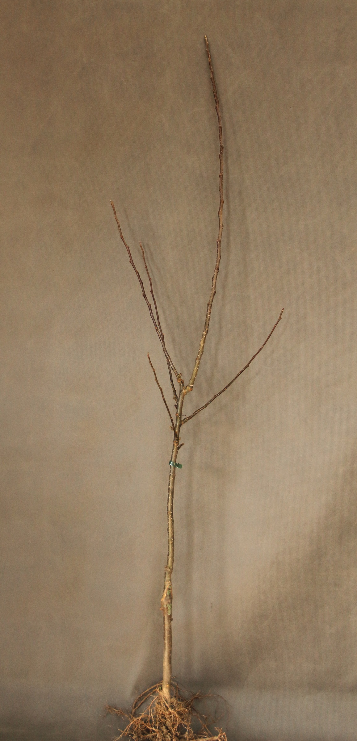 470d3ab6f27cfd5ad74759640f33710a