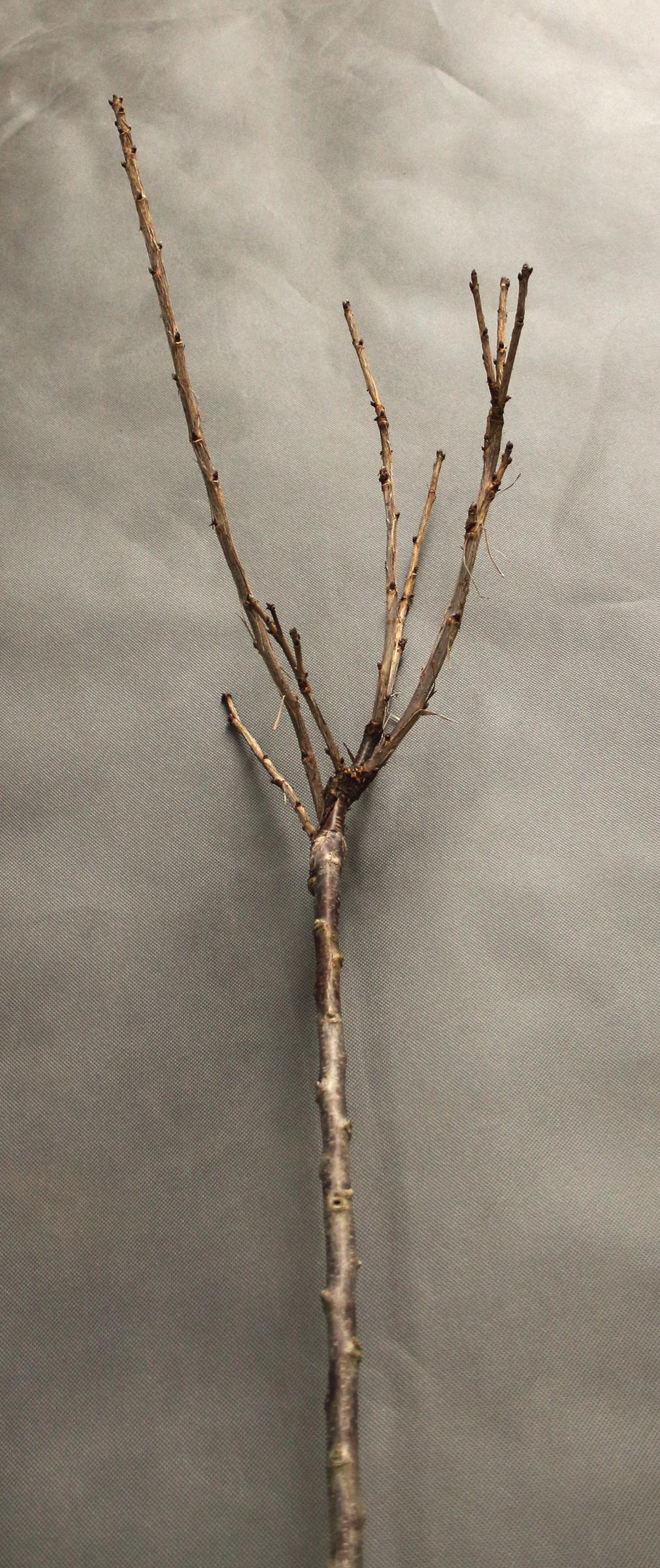 66a07e1a401d12972505b9cbb40401aa