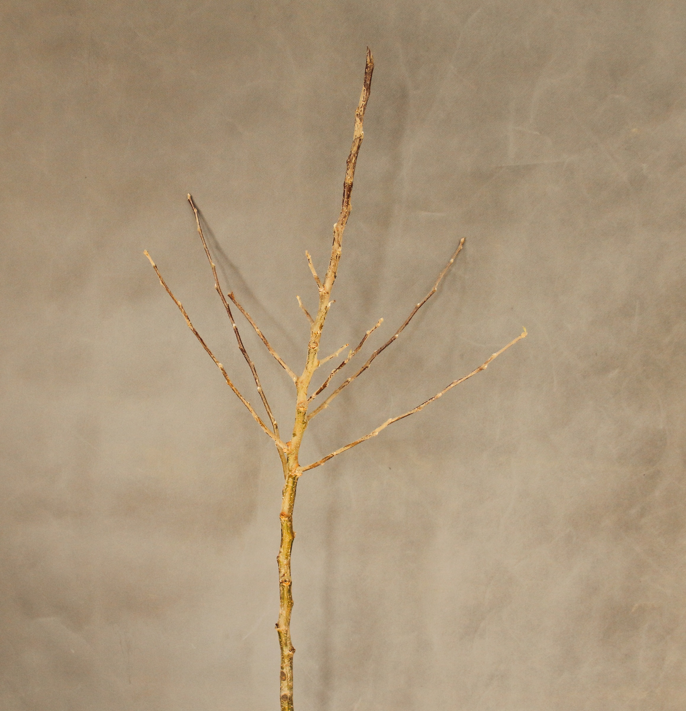 302a6aad111a704dd0623a846043d7b4