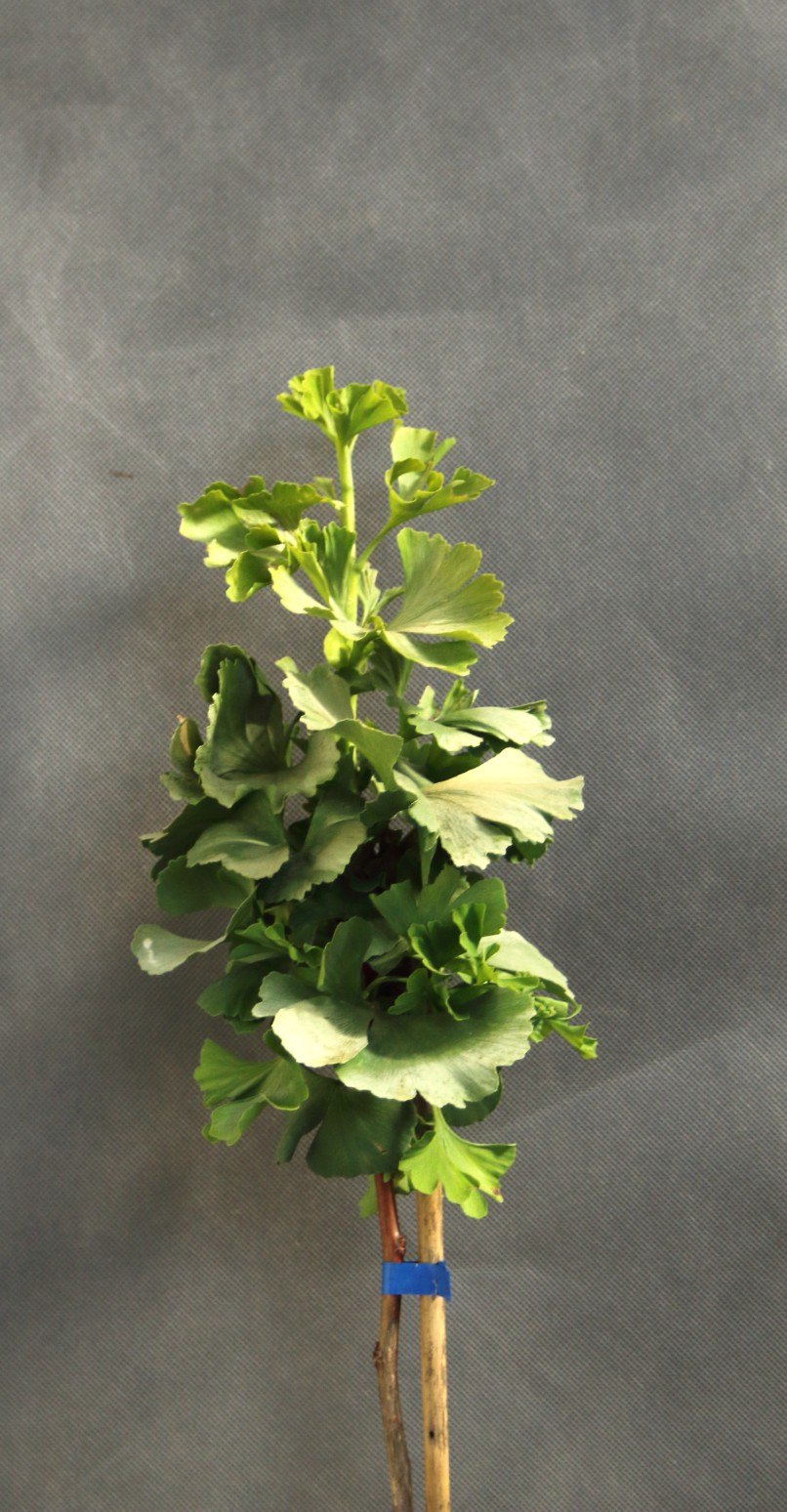 b5956a3e3e7beeb14572141ce6e64c7a