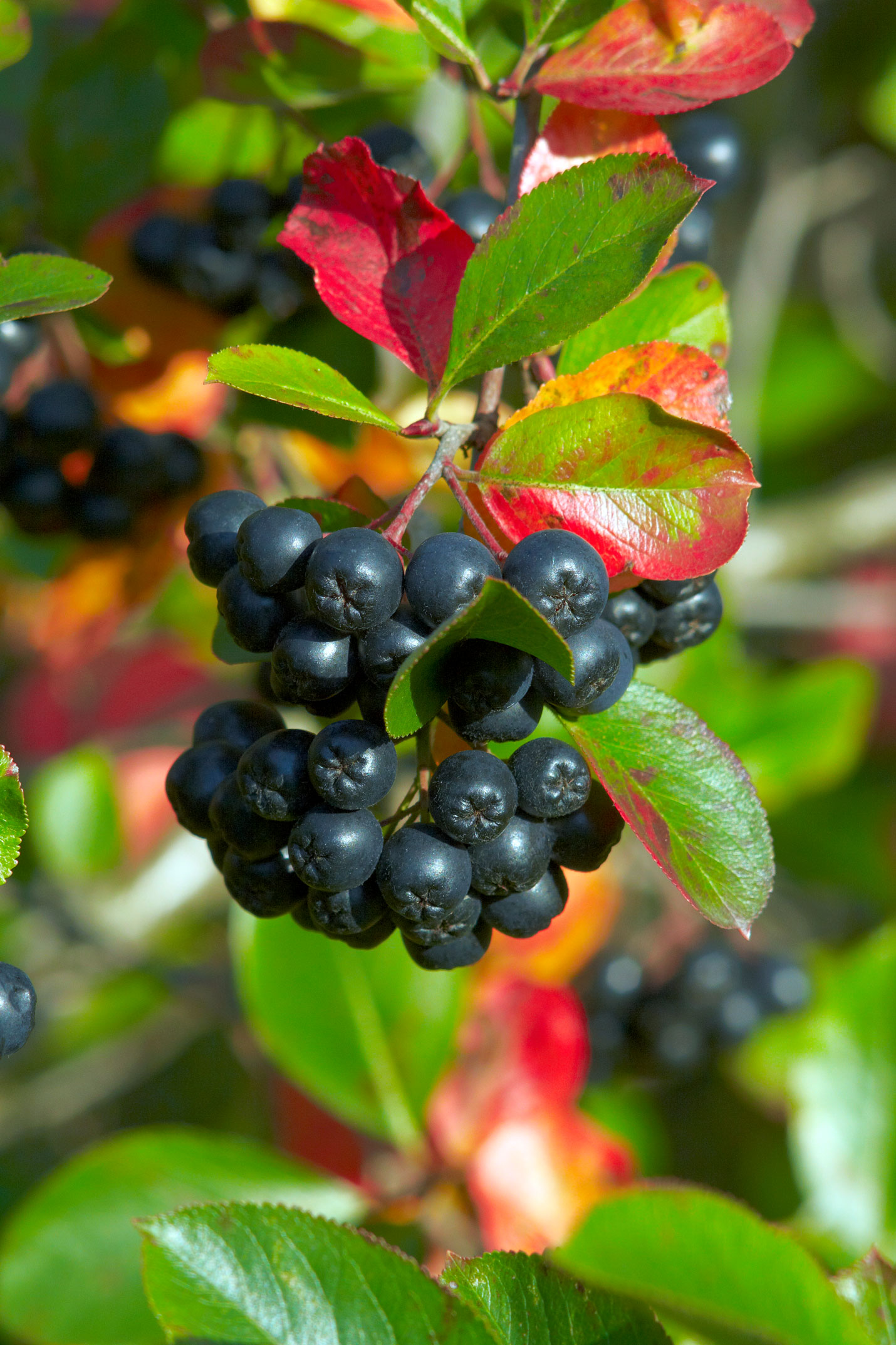 abb2110ef3cc9c80032850f36e4004e3