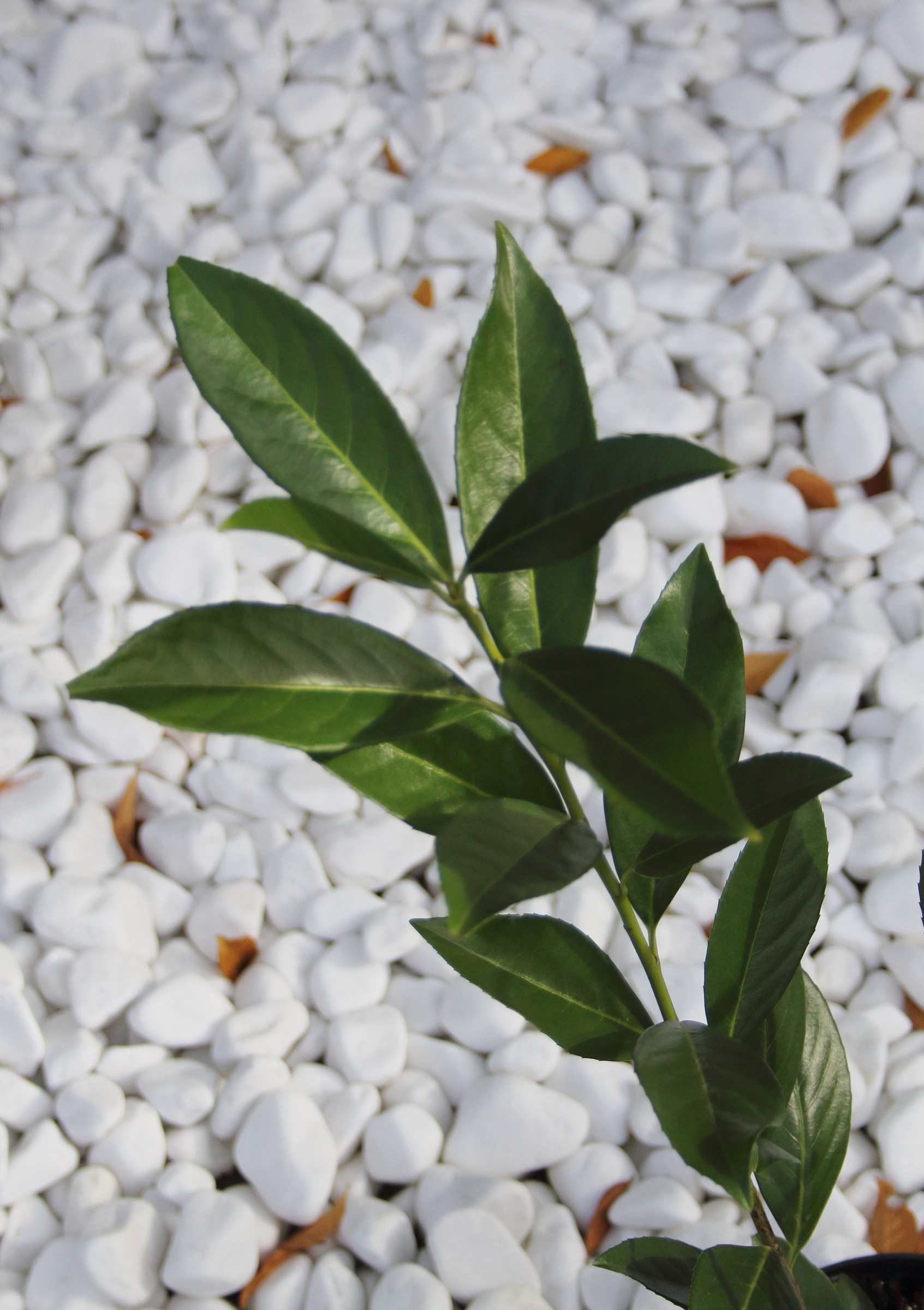 10f604561a19f1ee496288e1f91b0229