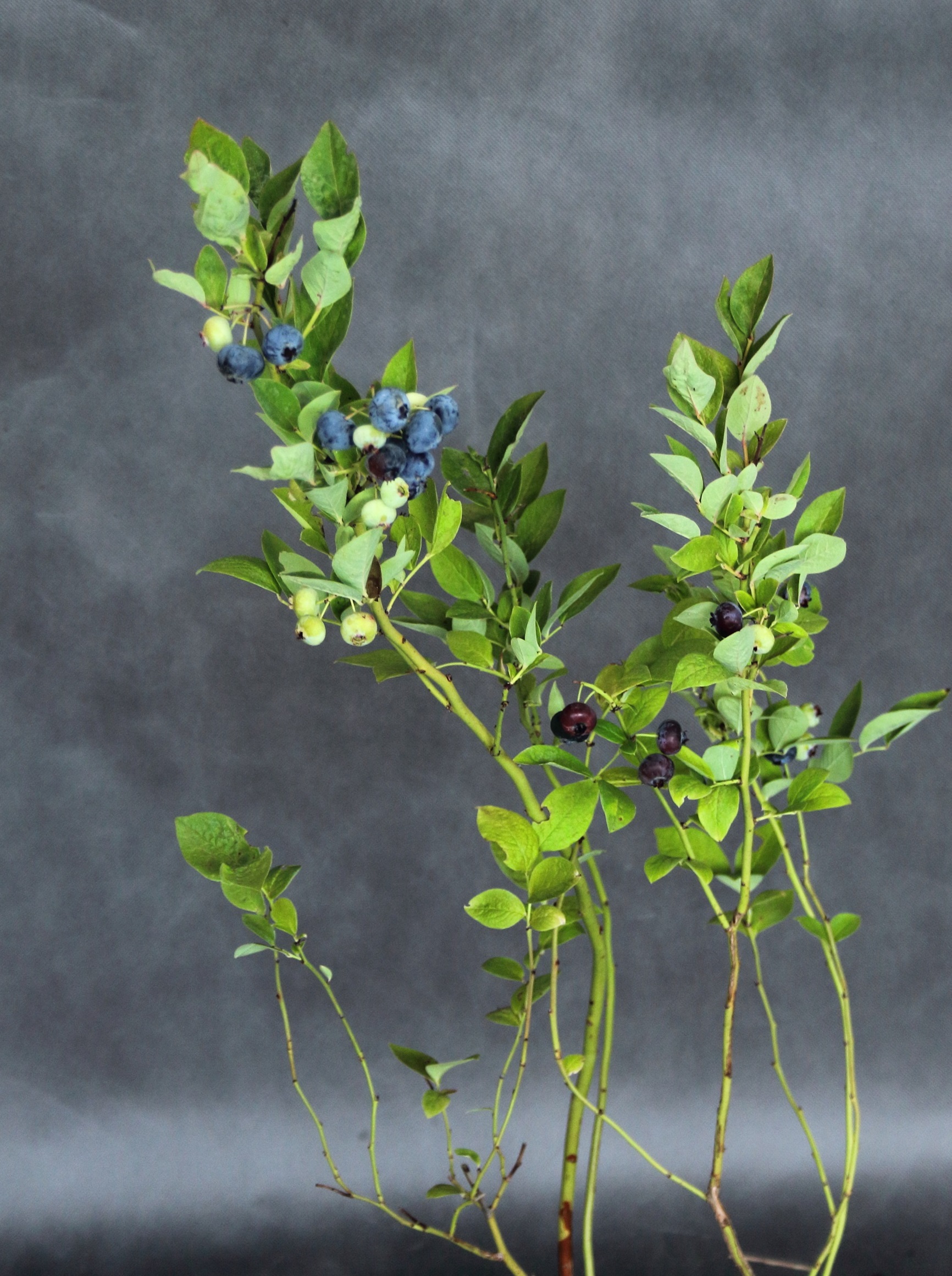 01f4ba2d819b2258dd034ea8059dbbc5