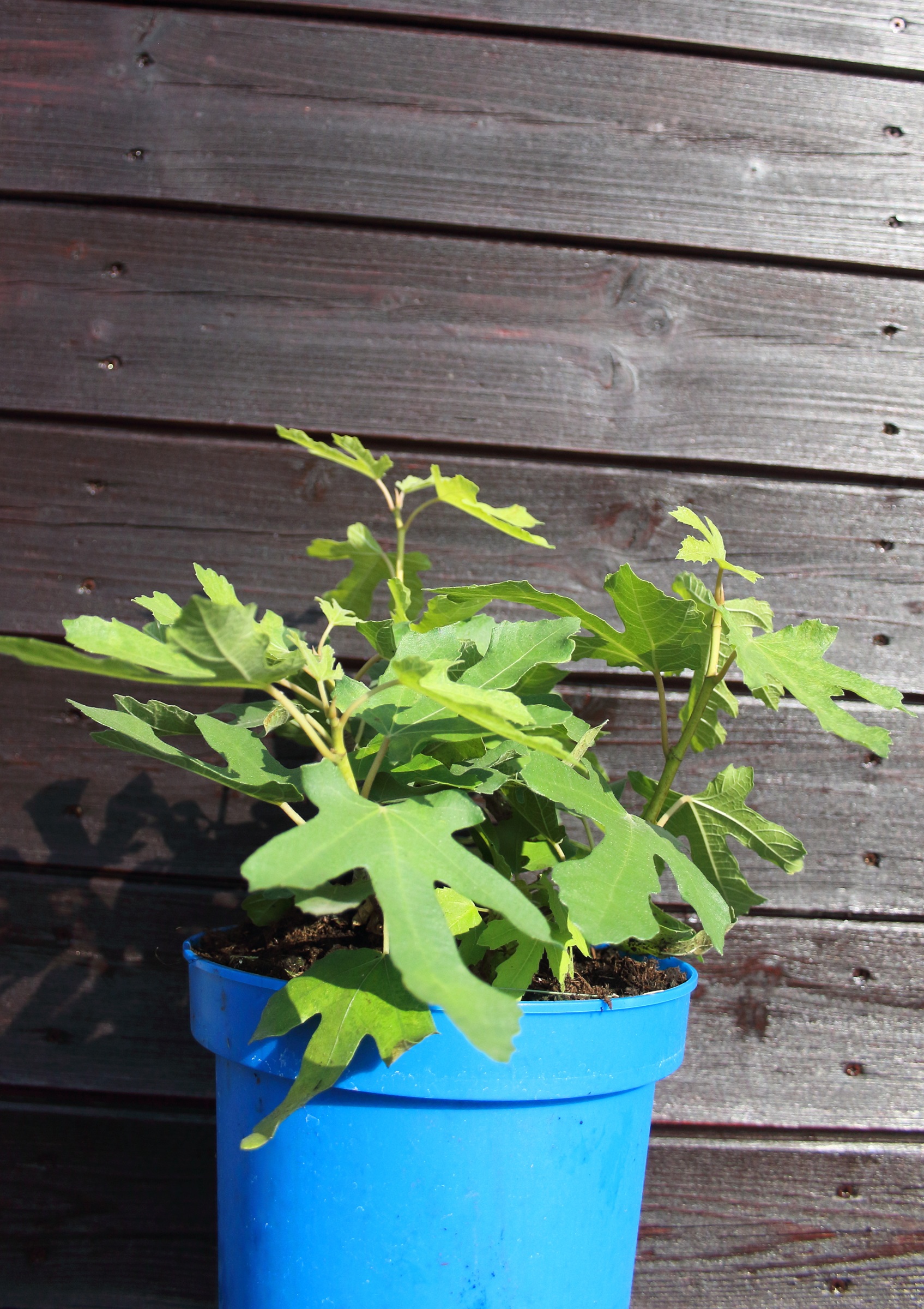 fc4ee22e1a60e925d131cb4fa8eca5f0