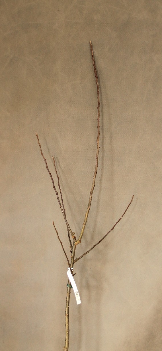 29ad1bb7d53059b9b0298aeb53b4d86c