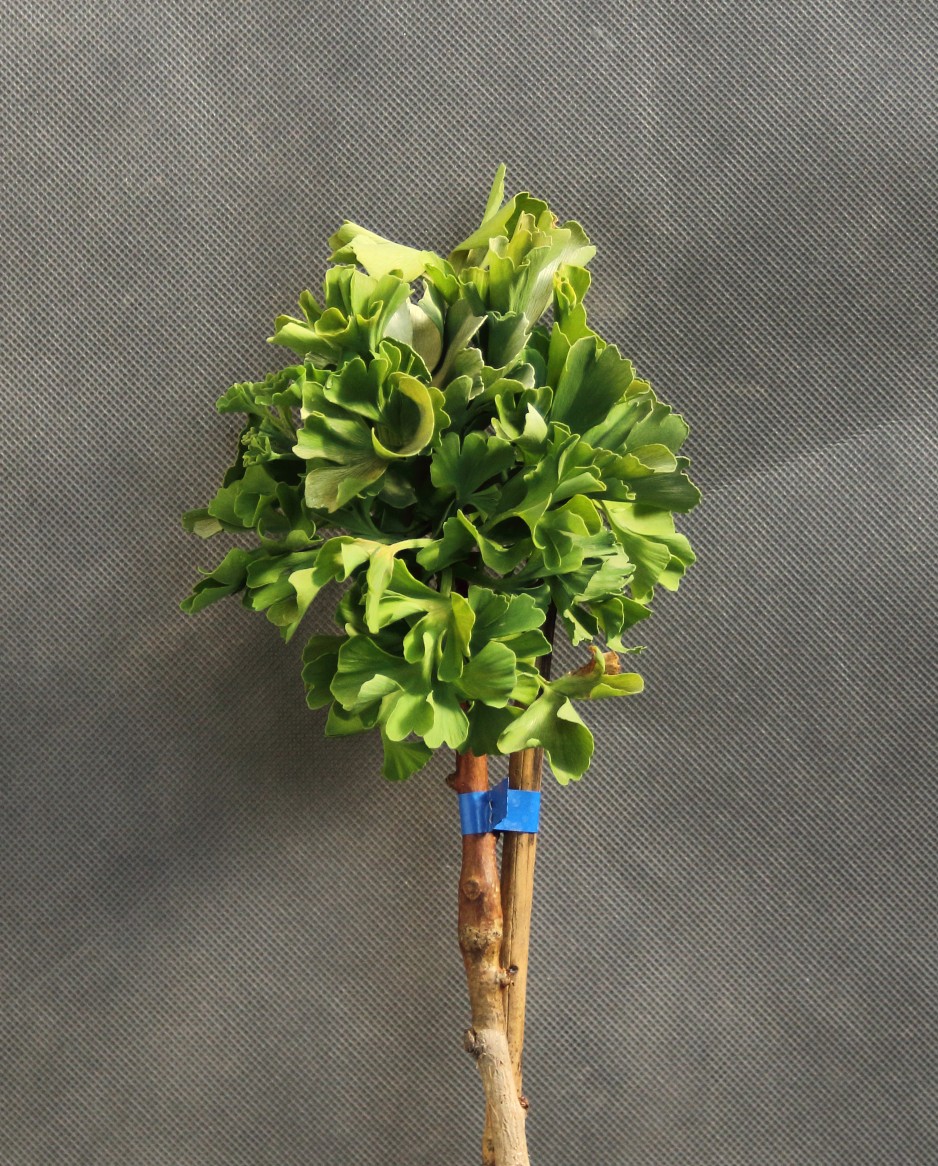 8a7d9686b5dc216de6e4f33f42e6de50