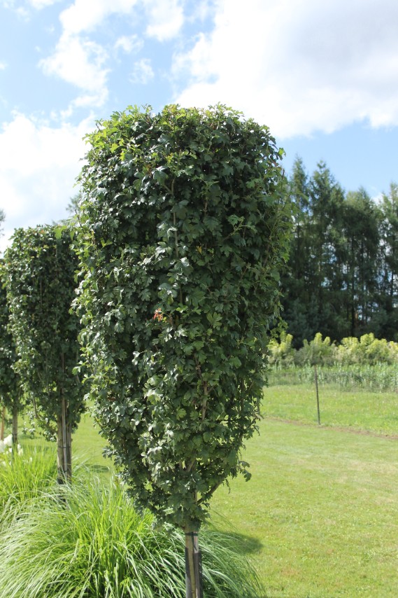 bba86929334cefd17a43d9a10a2201ba